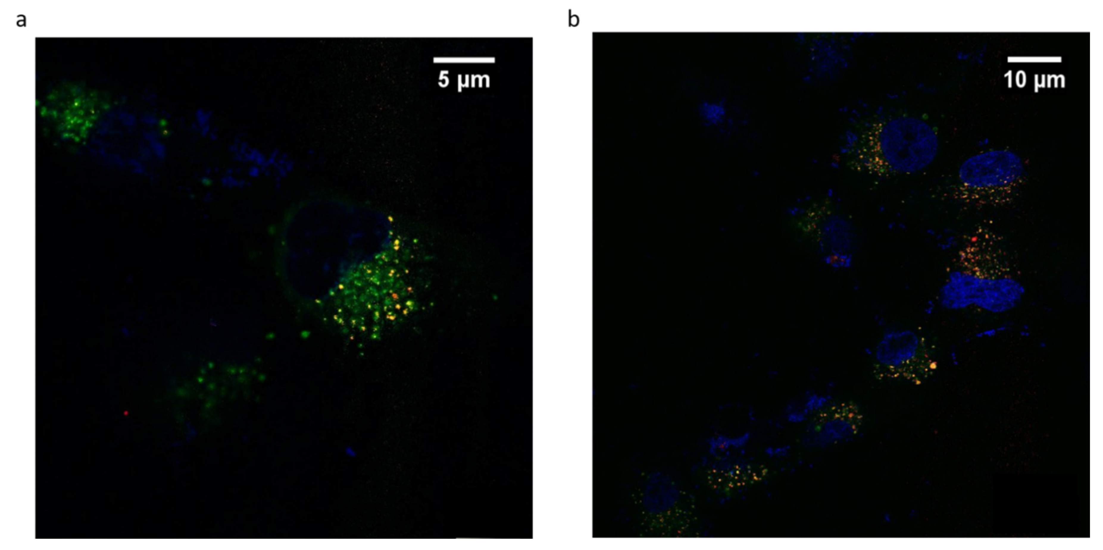 Cancers 13 00503 g007