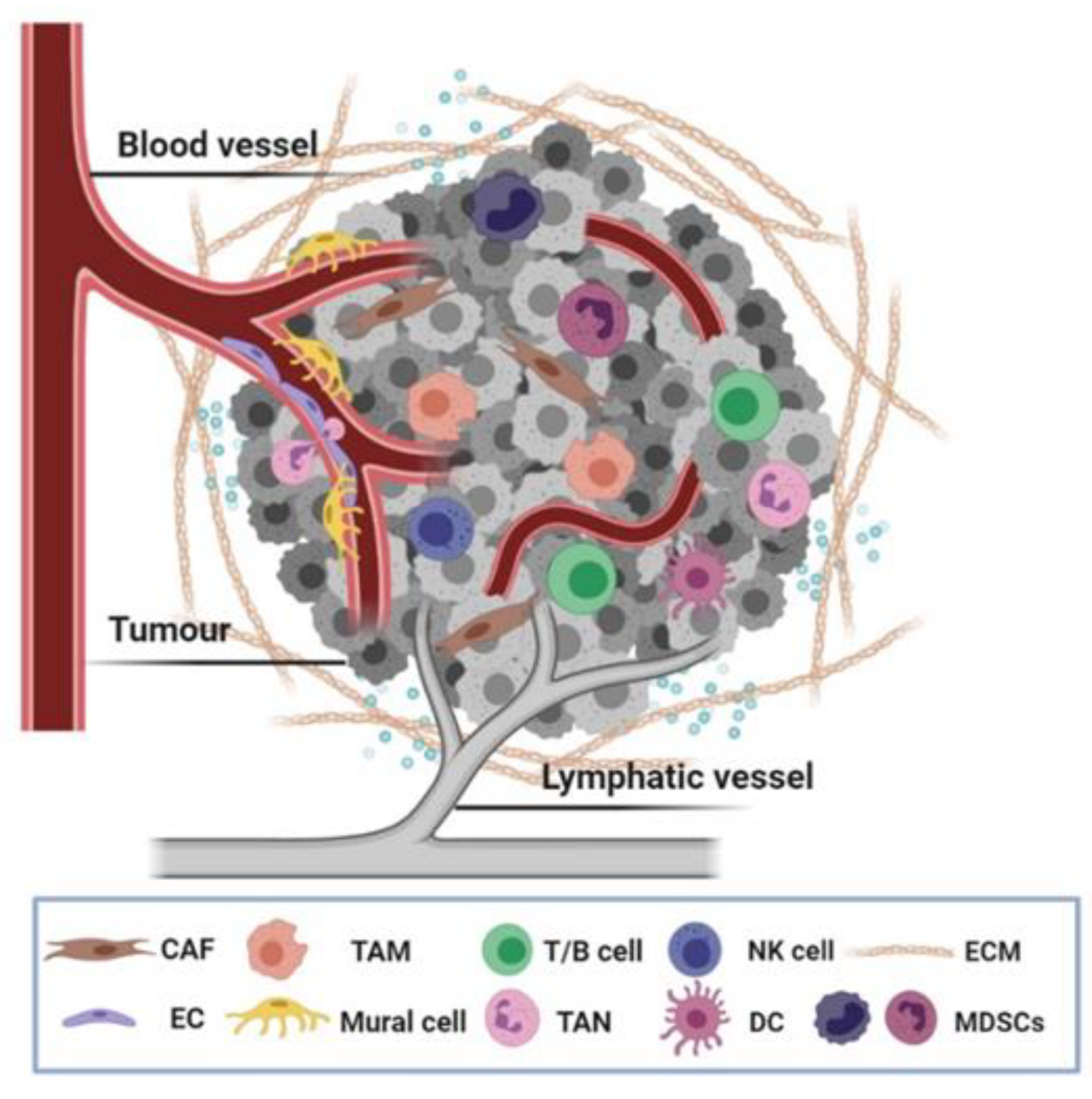 Cancers 13 00525 g001