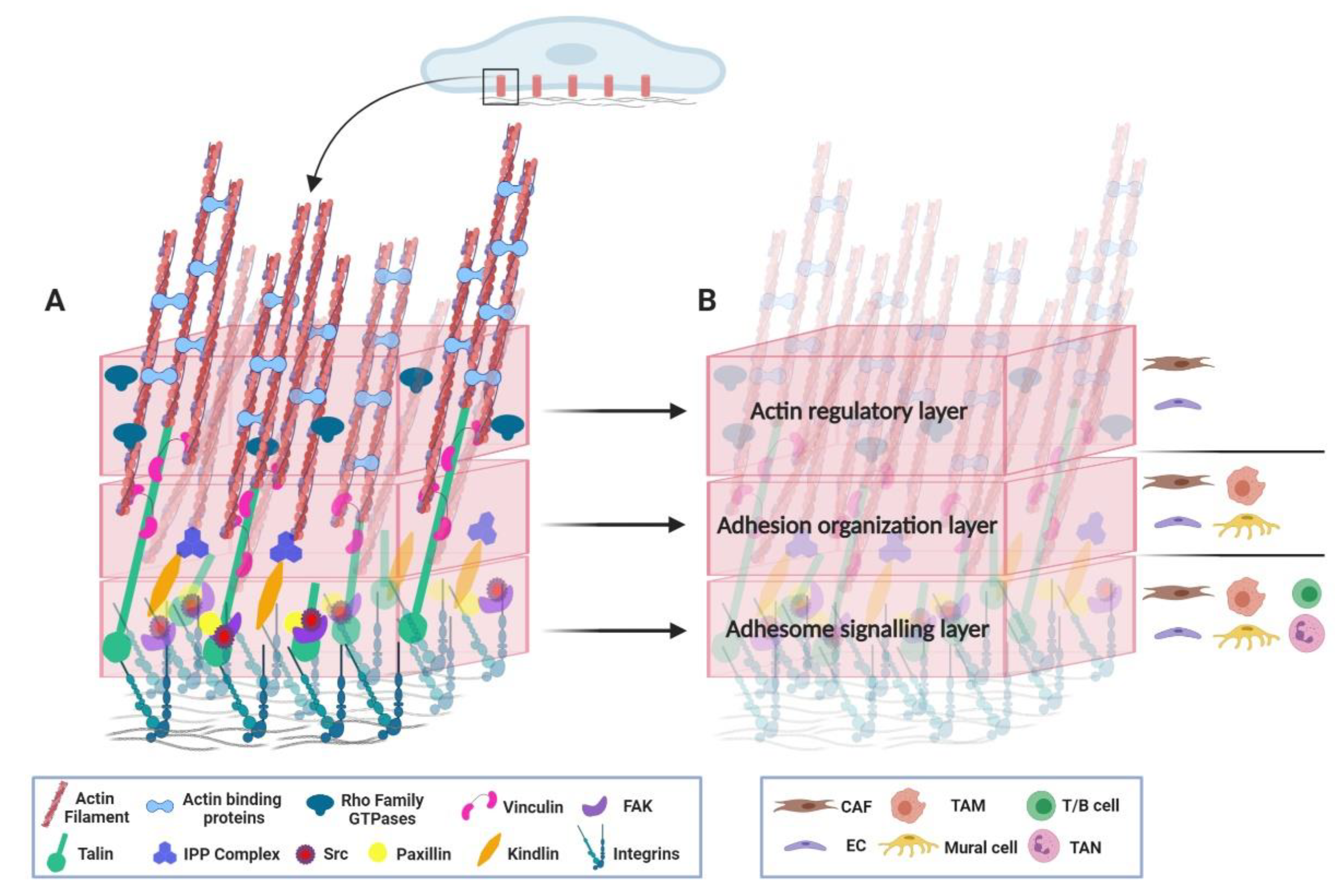 Cancers 13 00525 g002