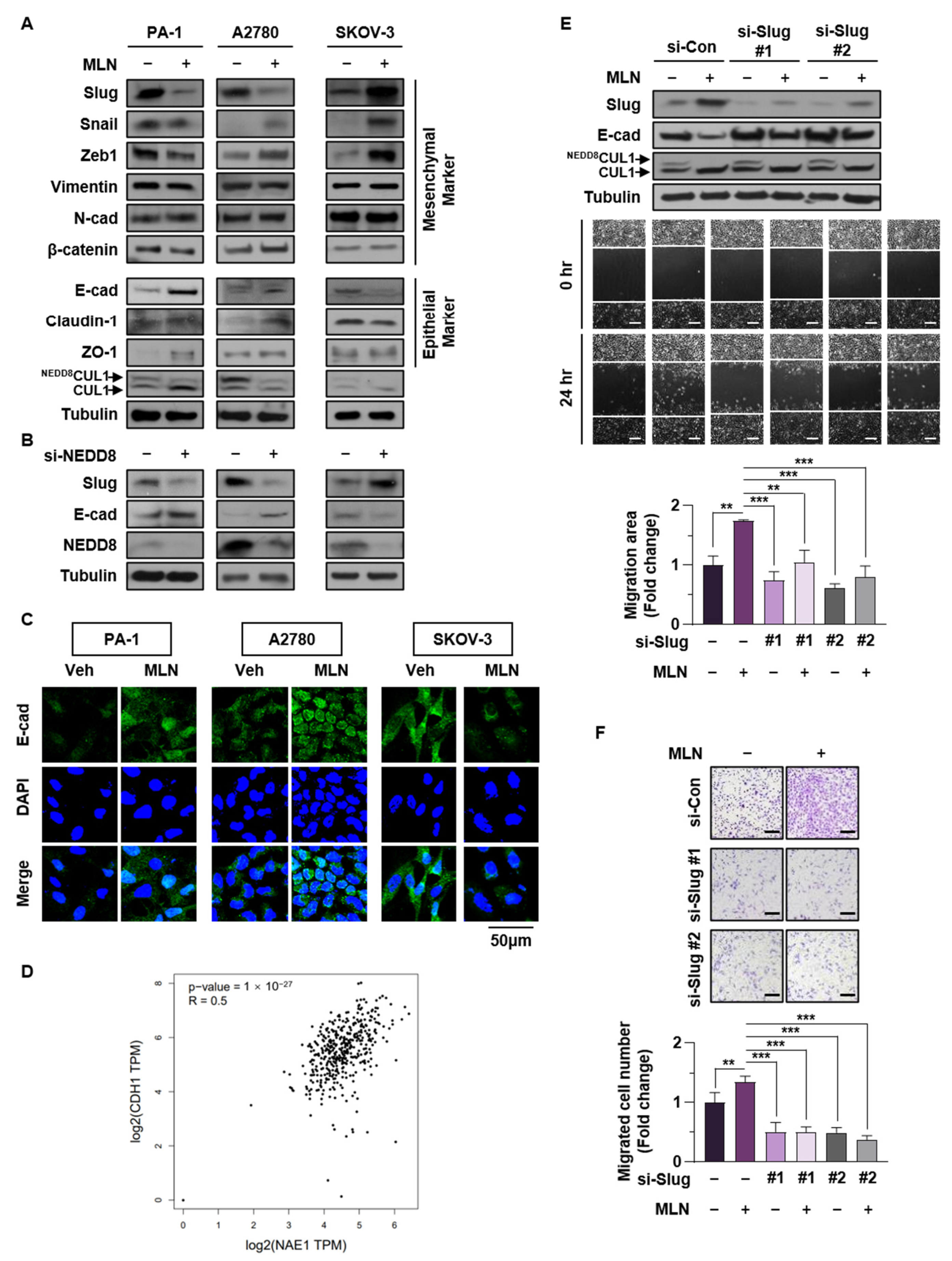 Cancers 13 00531 g003 Cancers 13 00531 g003