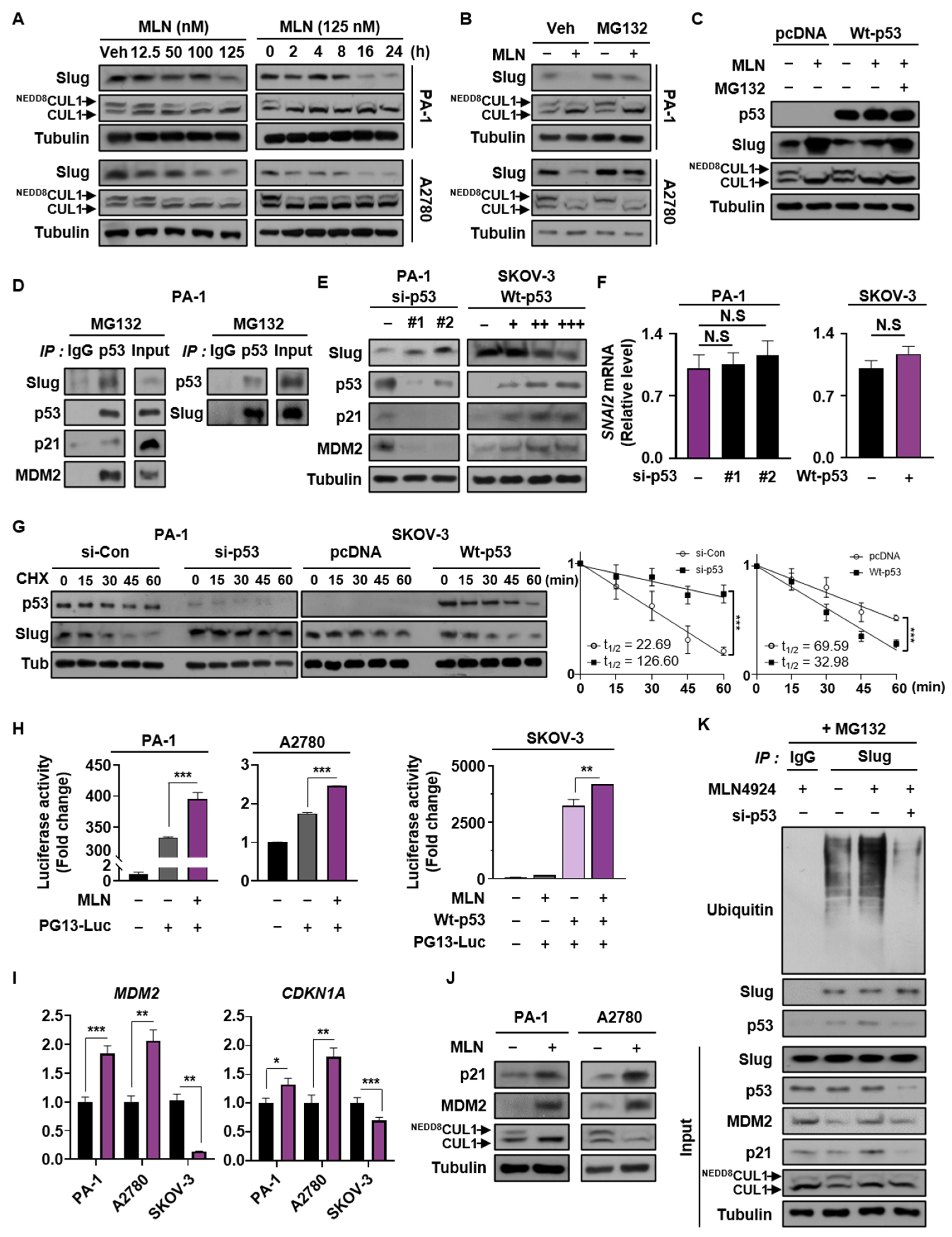 Cancers 13 00531 g004 Cancers 13 00531 g004