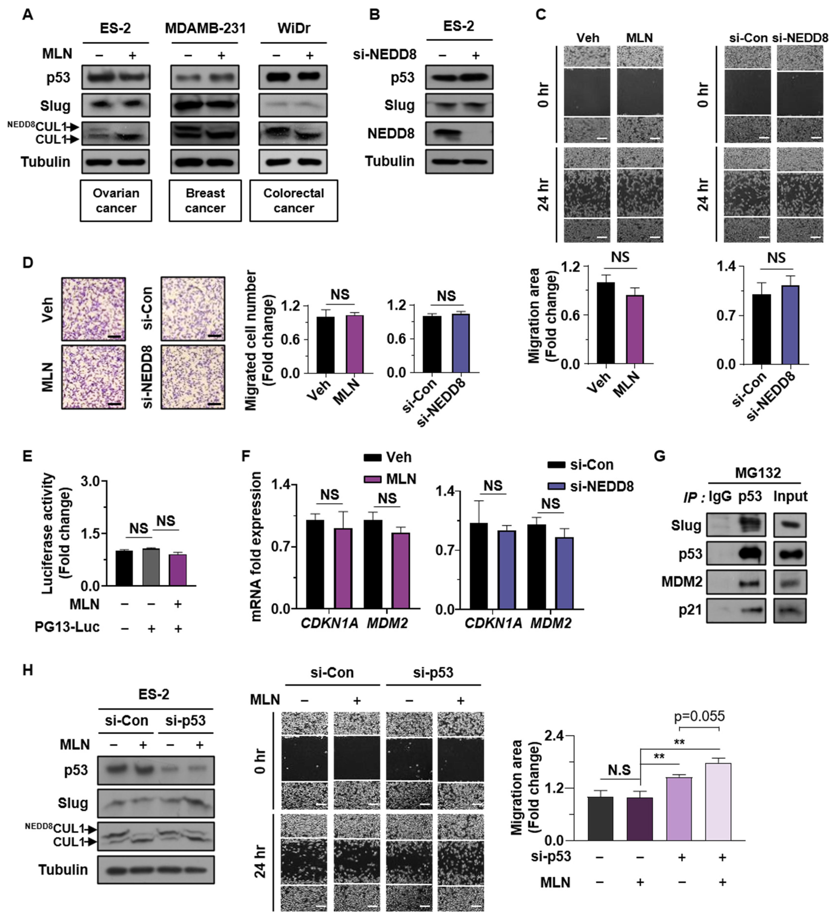 Cancers 13 00531 g005 Cancers 13 00531 g005
