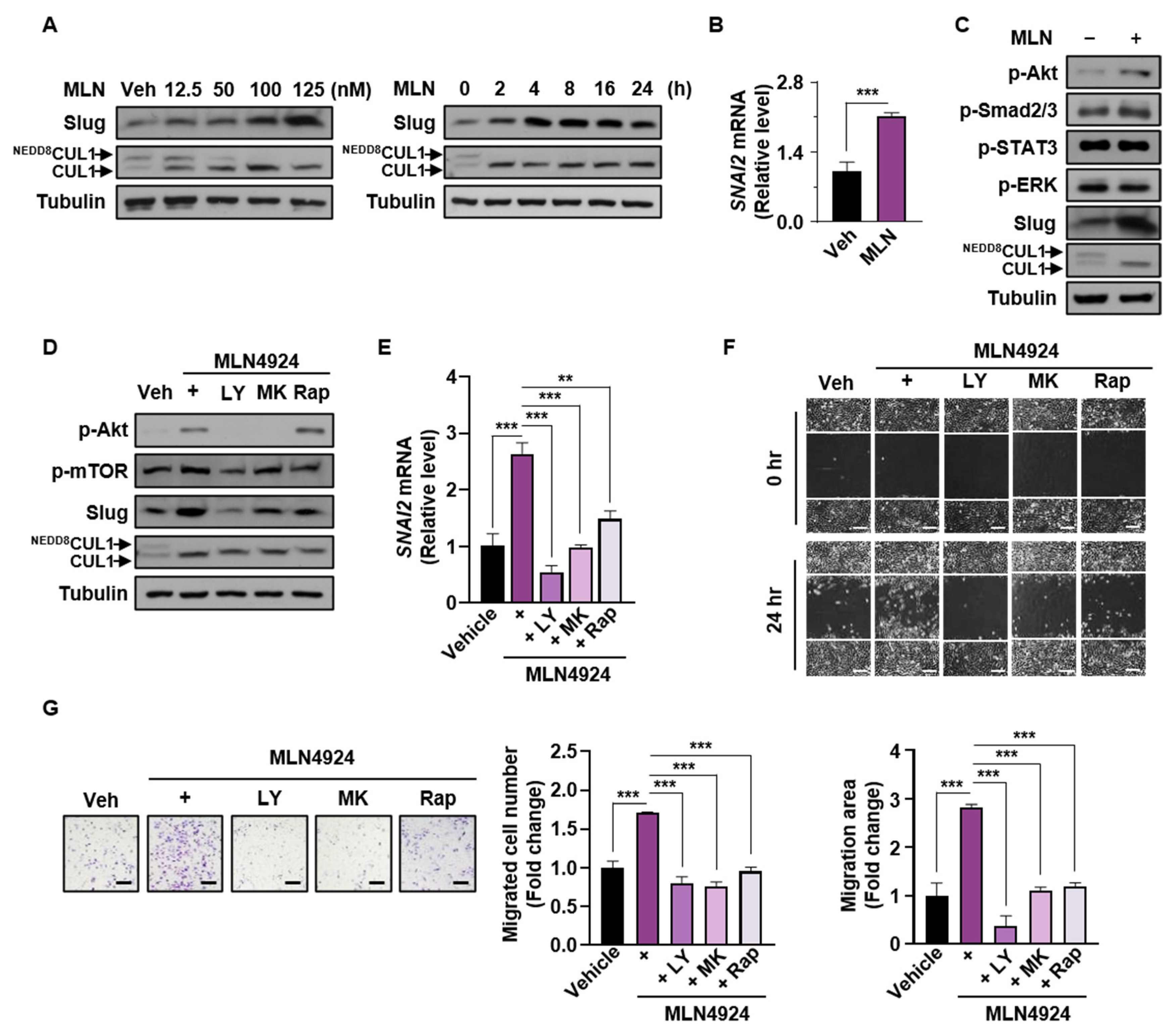 Cancers 13 00531 g006 Cancers 13 00531 g006