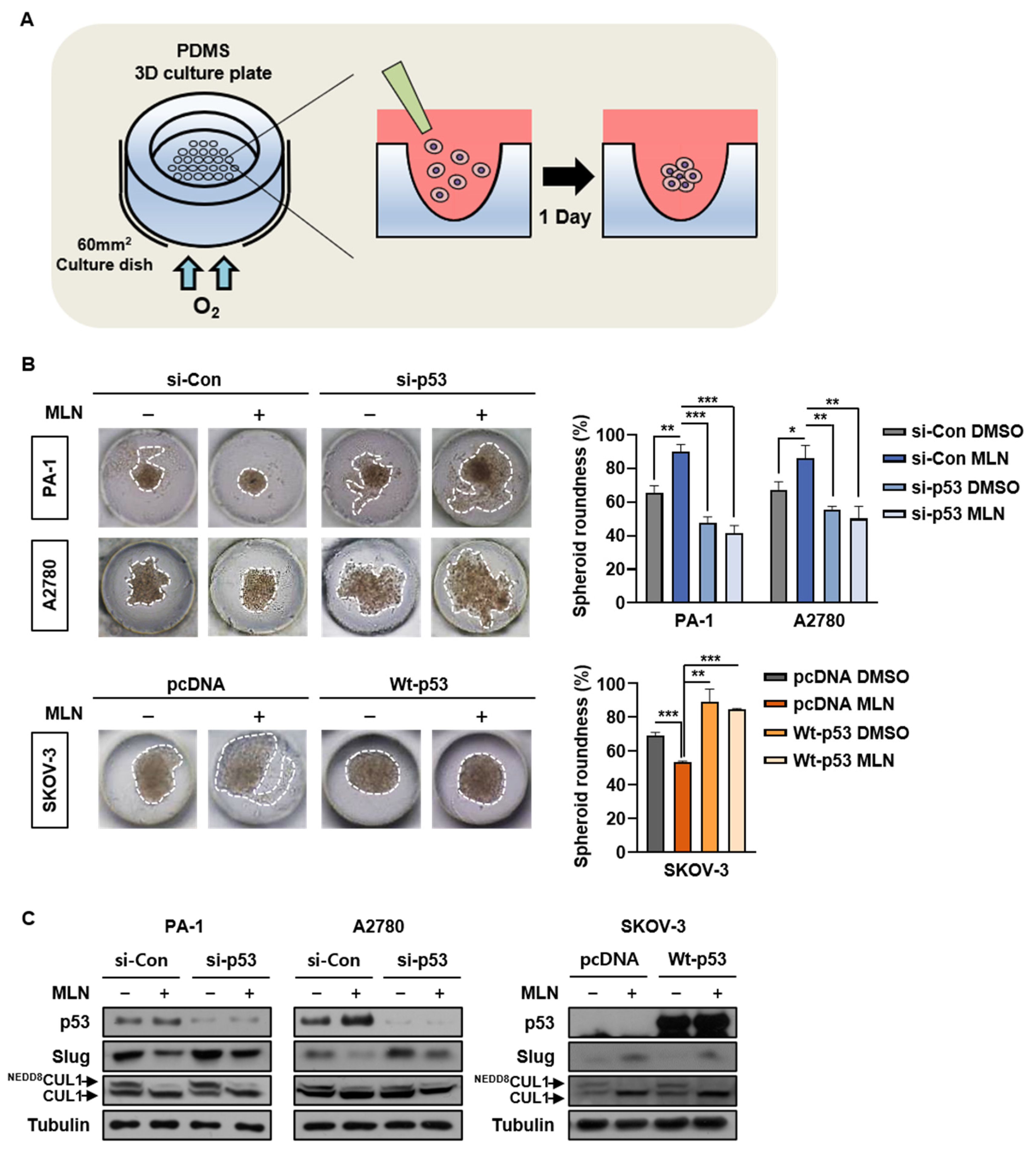 Cancers 13 00531 g007 Cancers 13 00531 g007