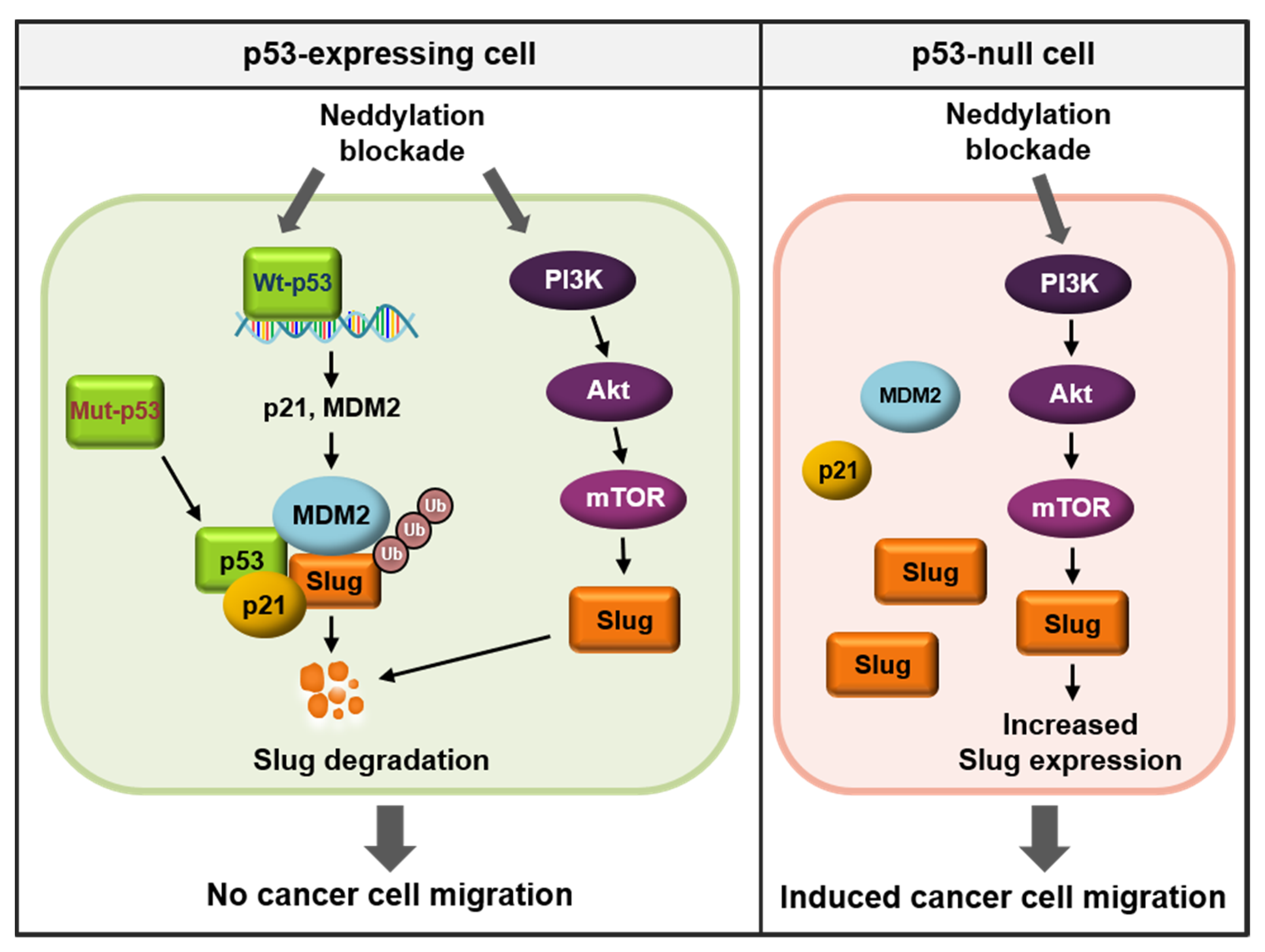 Cancers 13 00531 g008 Cancers 13 00531 g008