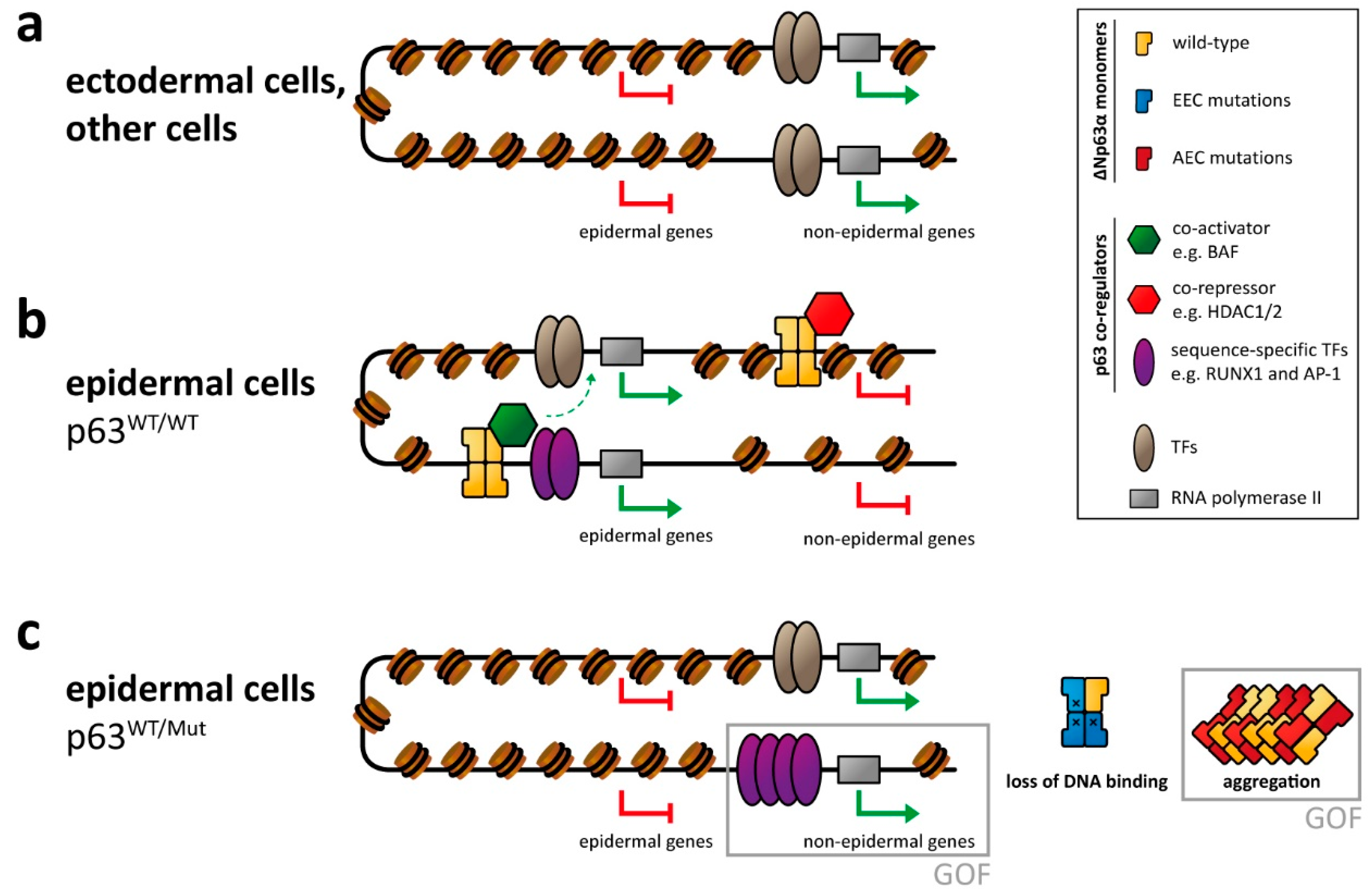 Cancers 13 00536 g002