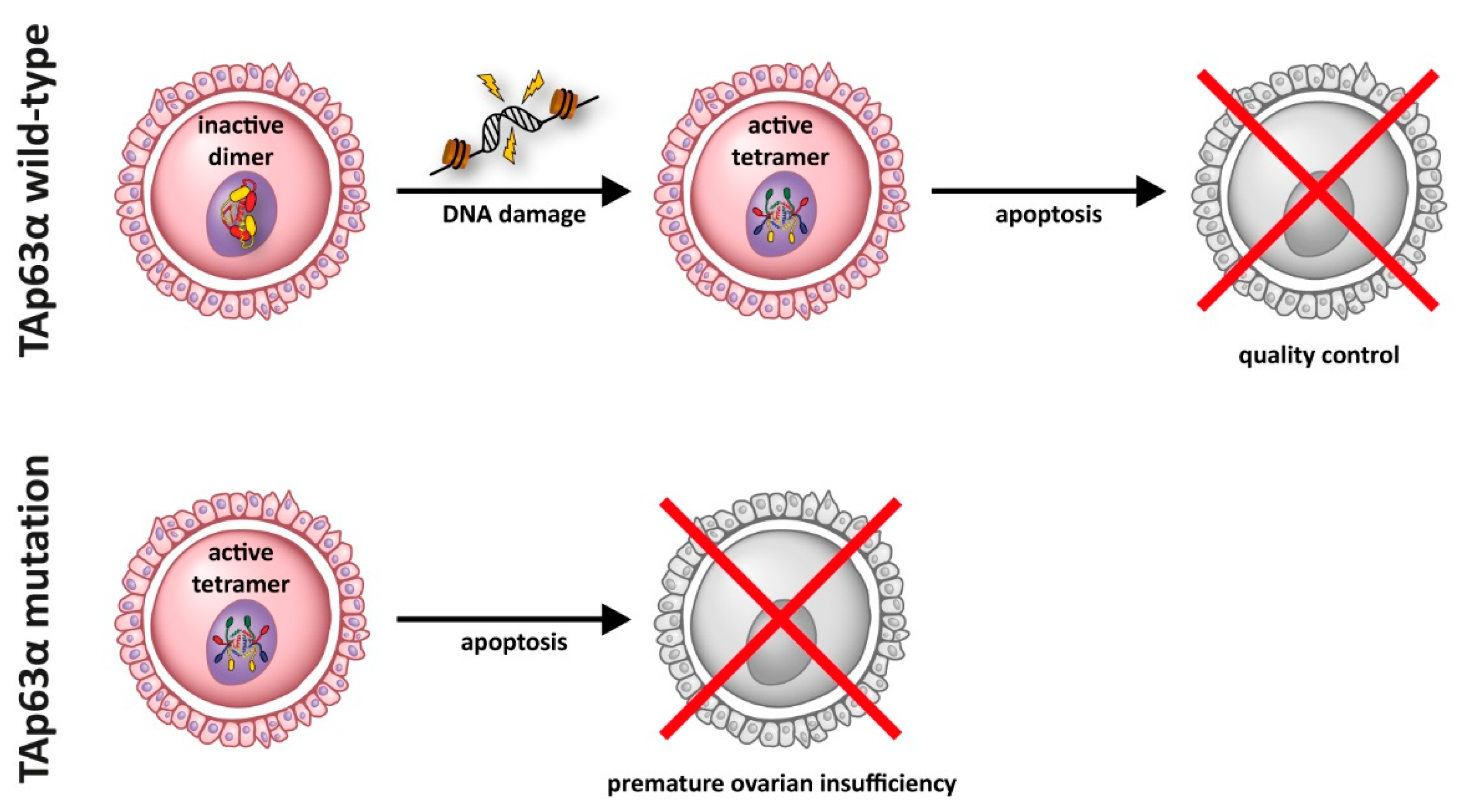 Cancers 13 00536 g003