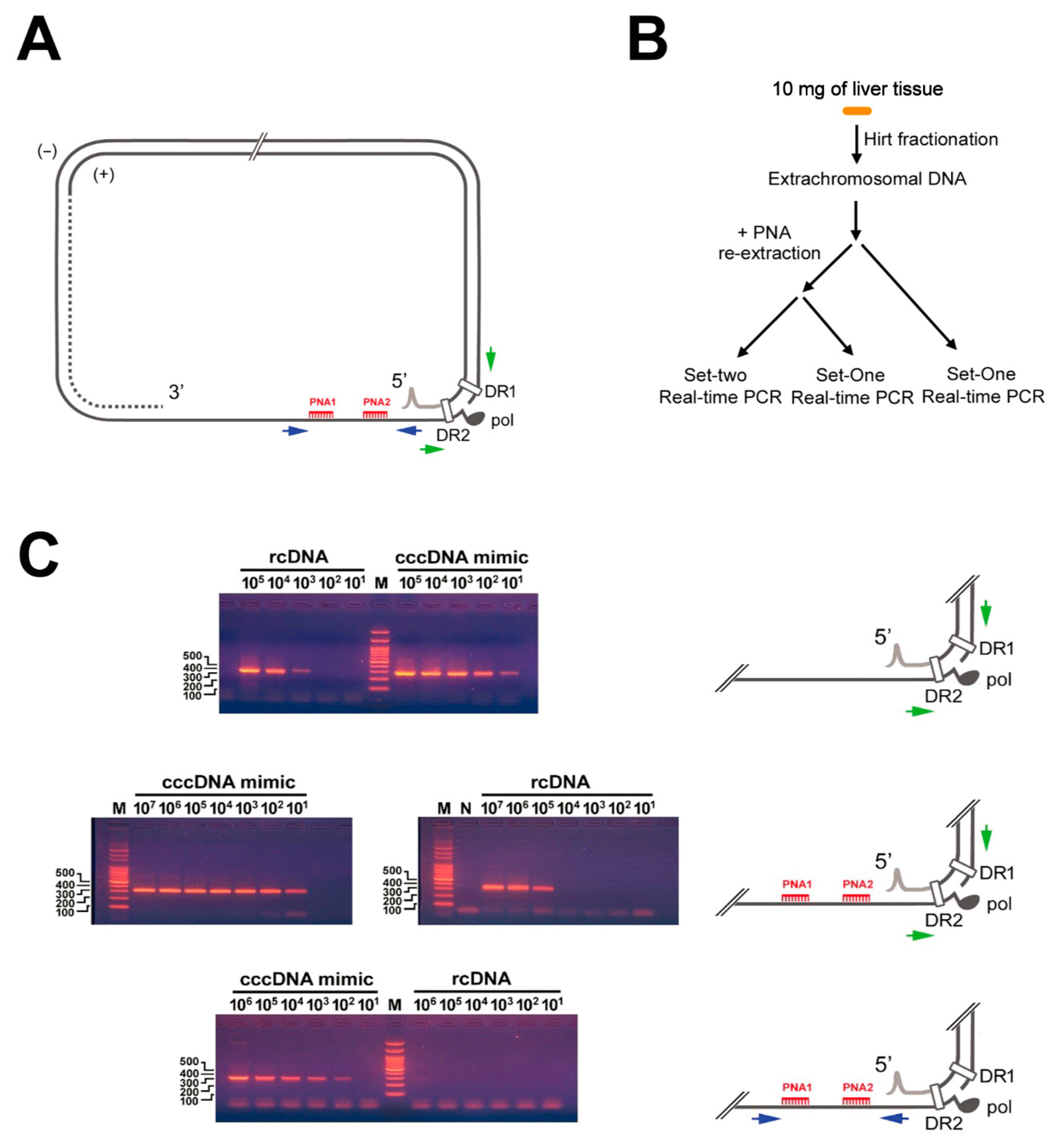 Cancers 13 00538 g001