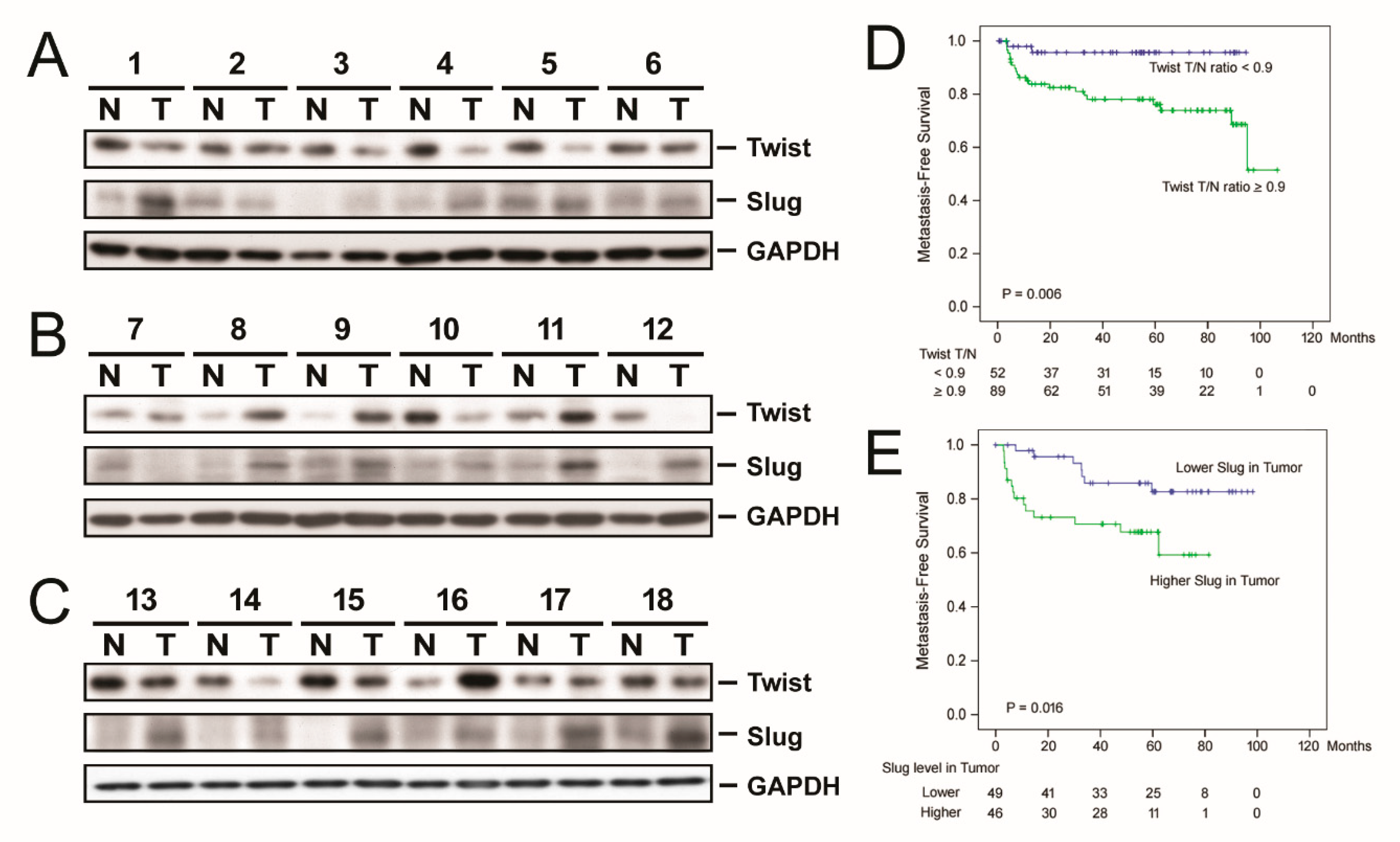 Cancers 13 00538 g005