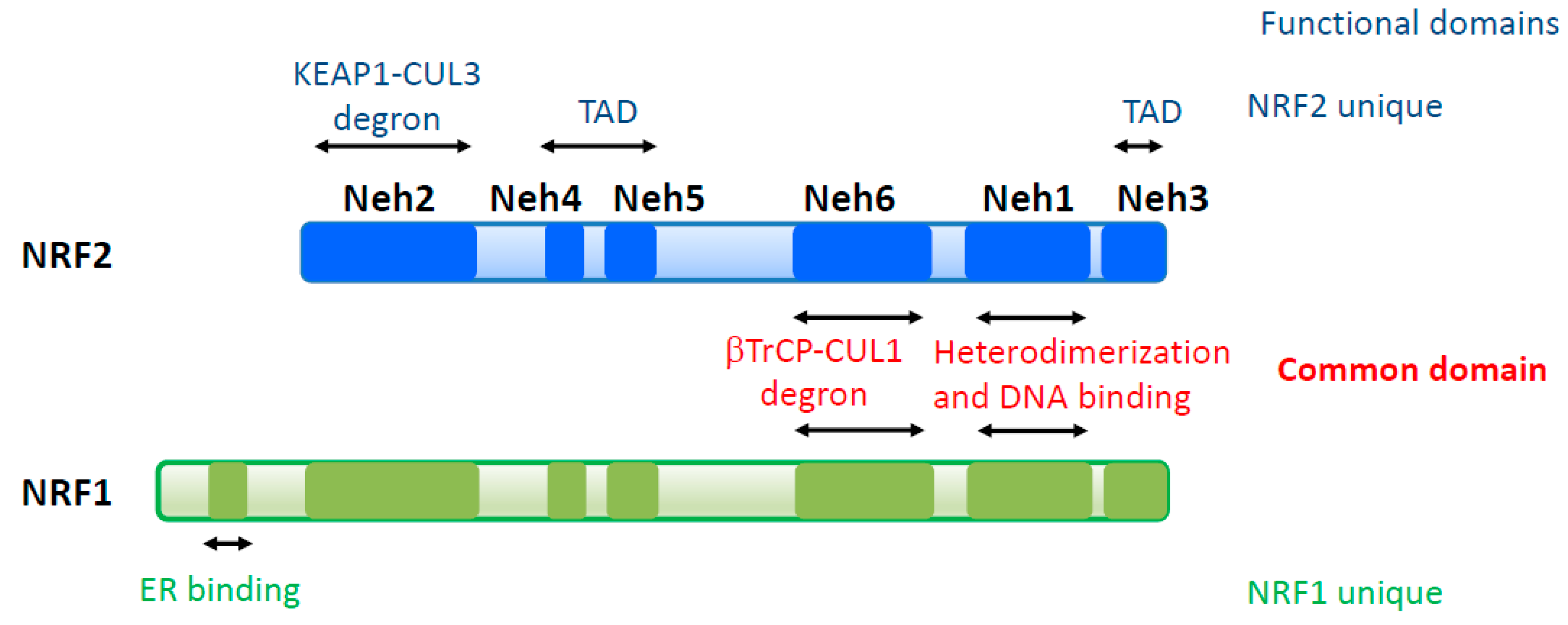 Cancers 13 00541 g001 Cancers 13 00541 g001