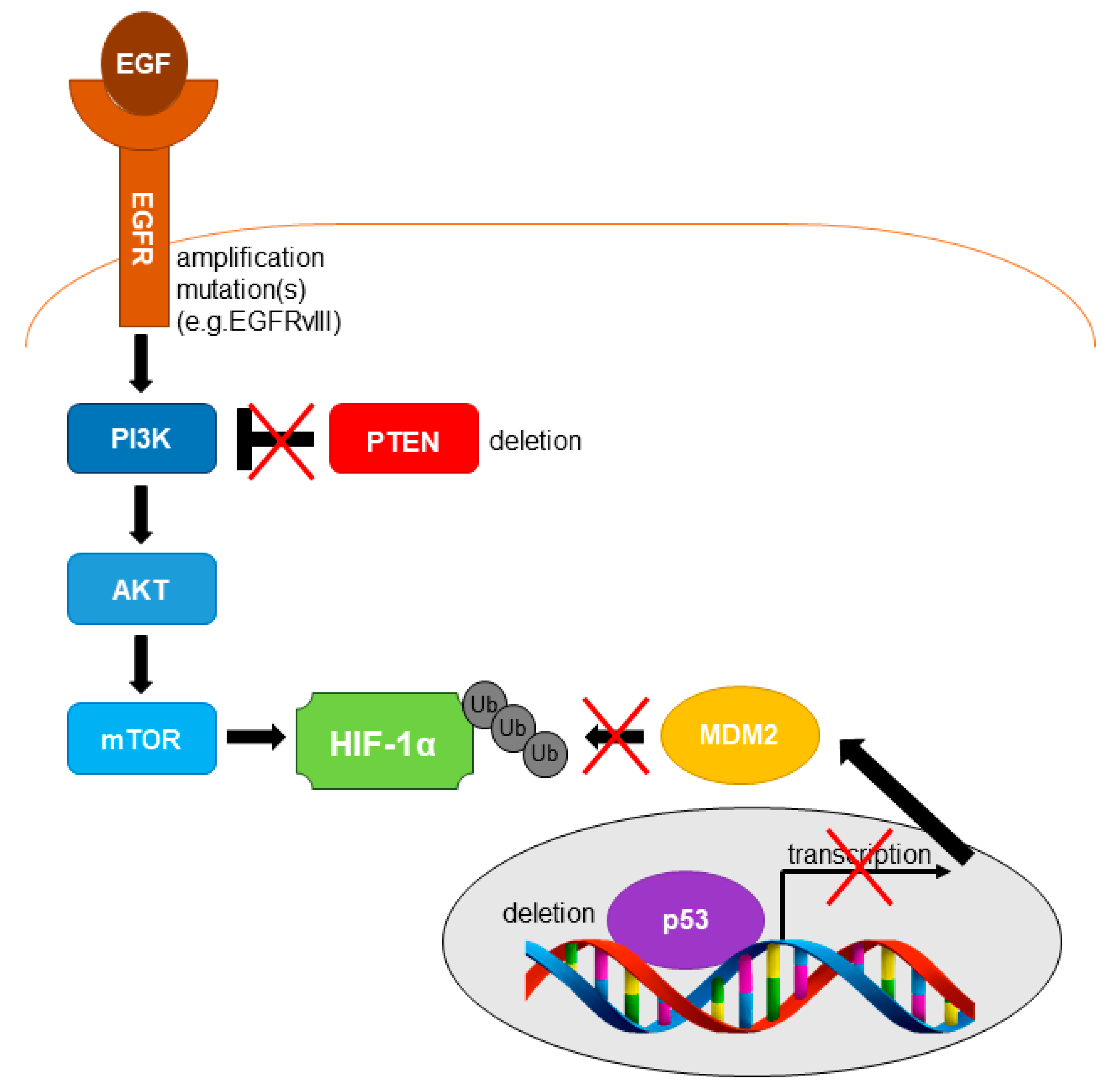 Cancers 13 00542 g003 Cancers 13 00542 g003