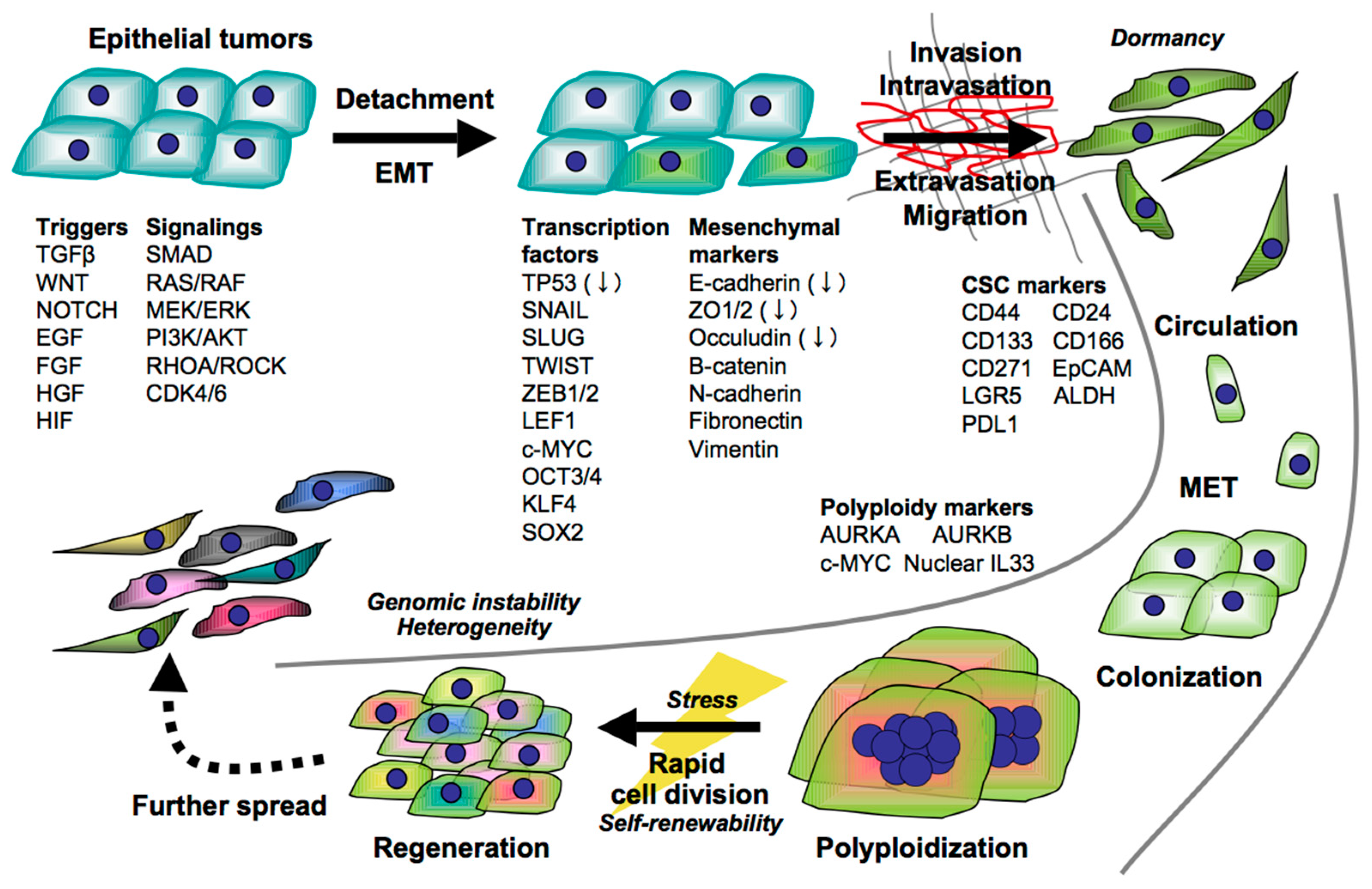 Cancers 13 00554 g001