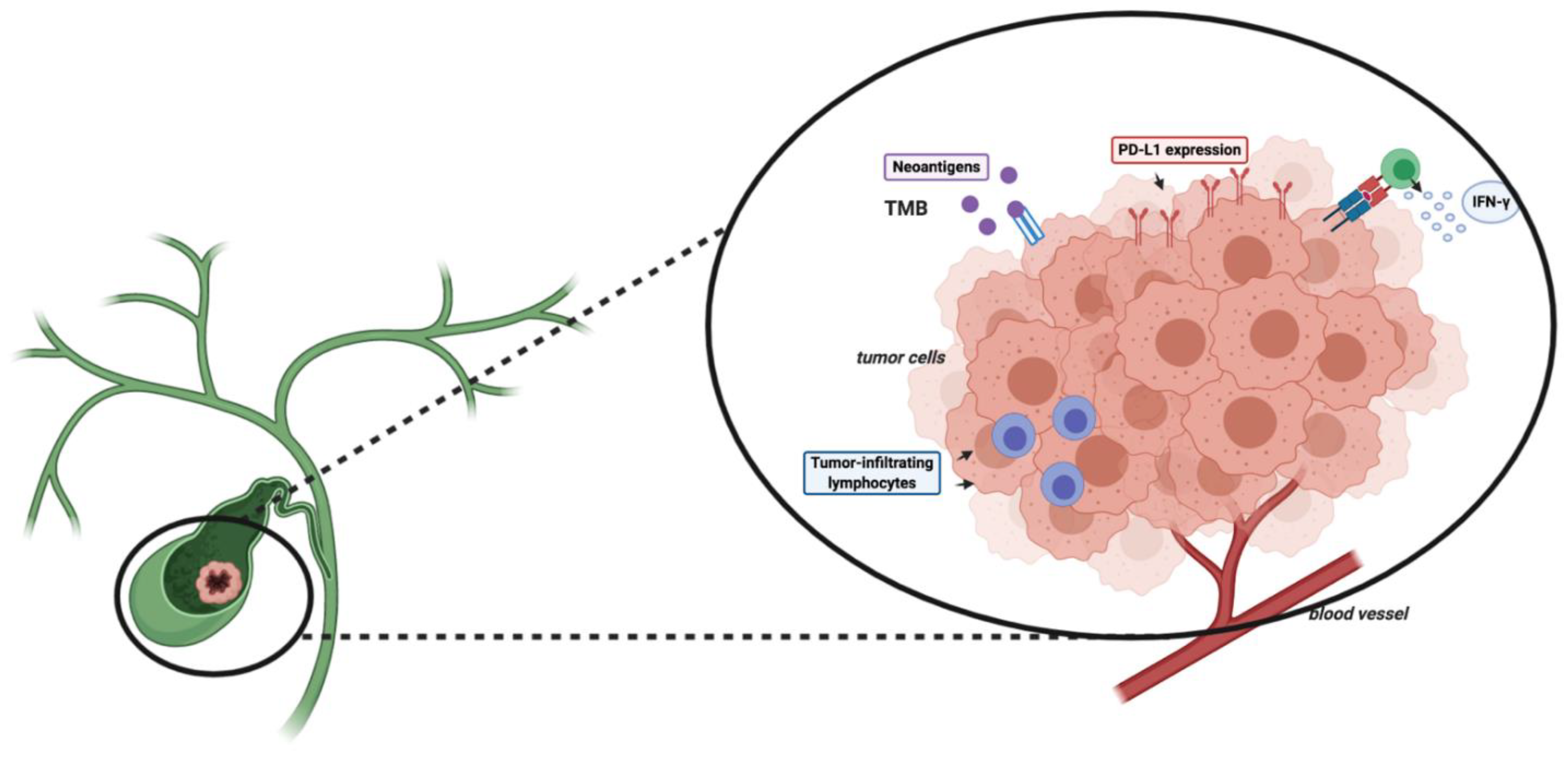Cancers 13 00558 g001