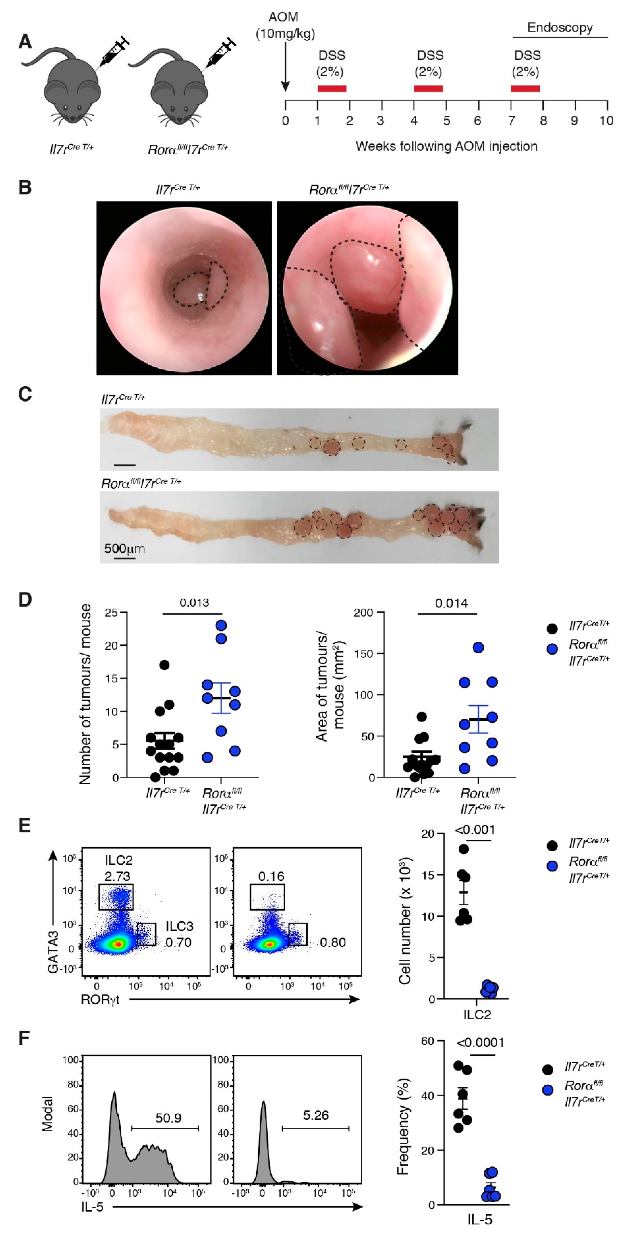 Cancers 13 00559 g003 Cancers 13 00559 g003
