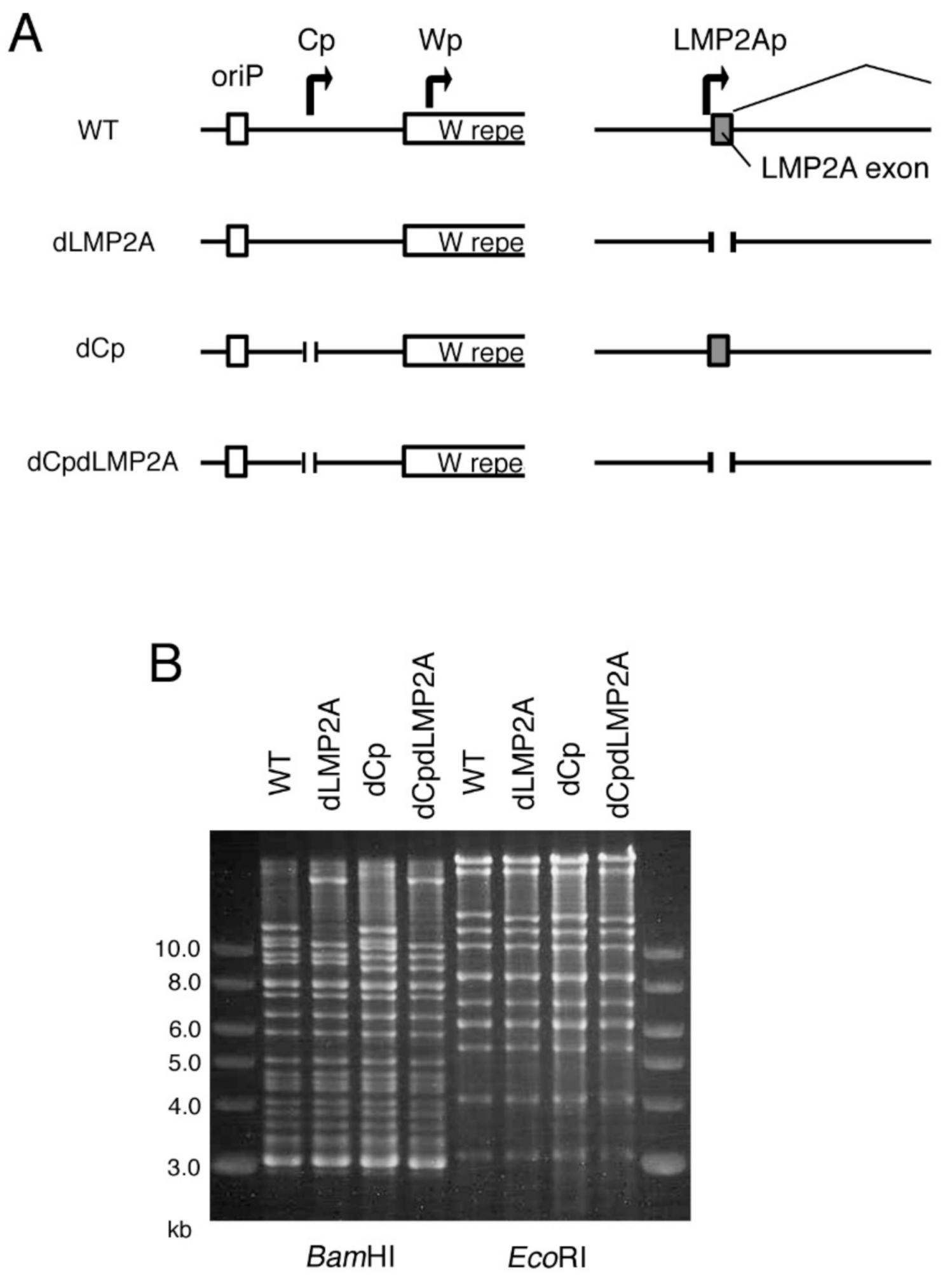 Cancers 13 00561 g006