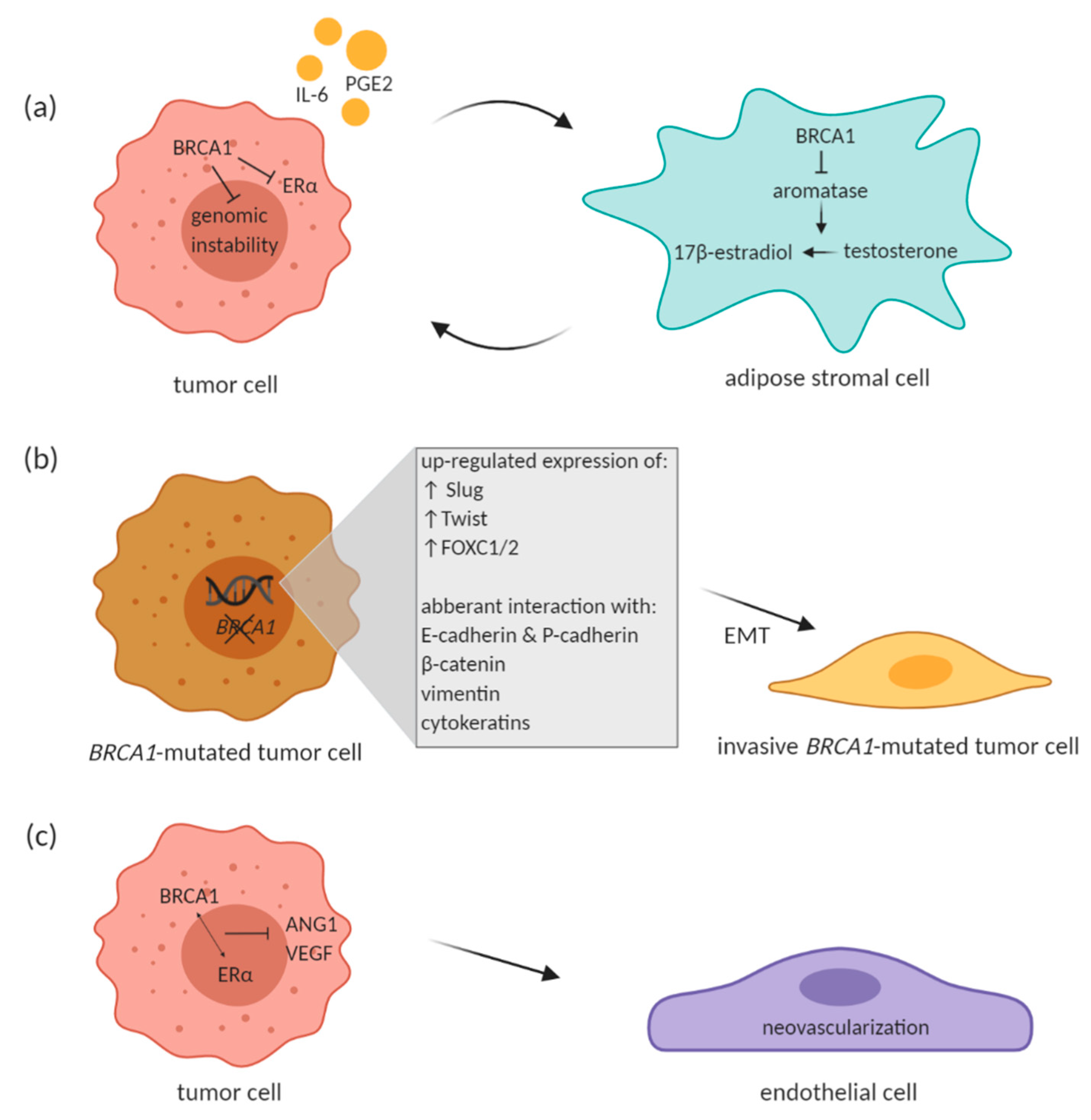 Cancers 13 00575 g001