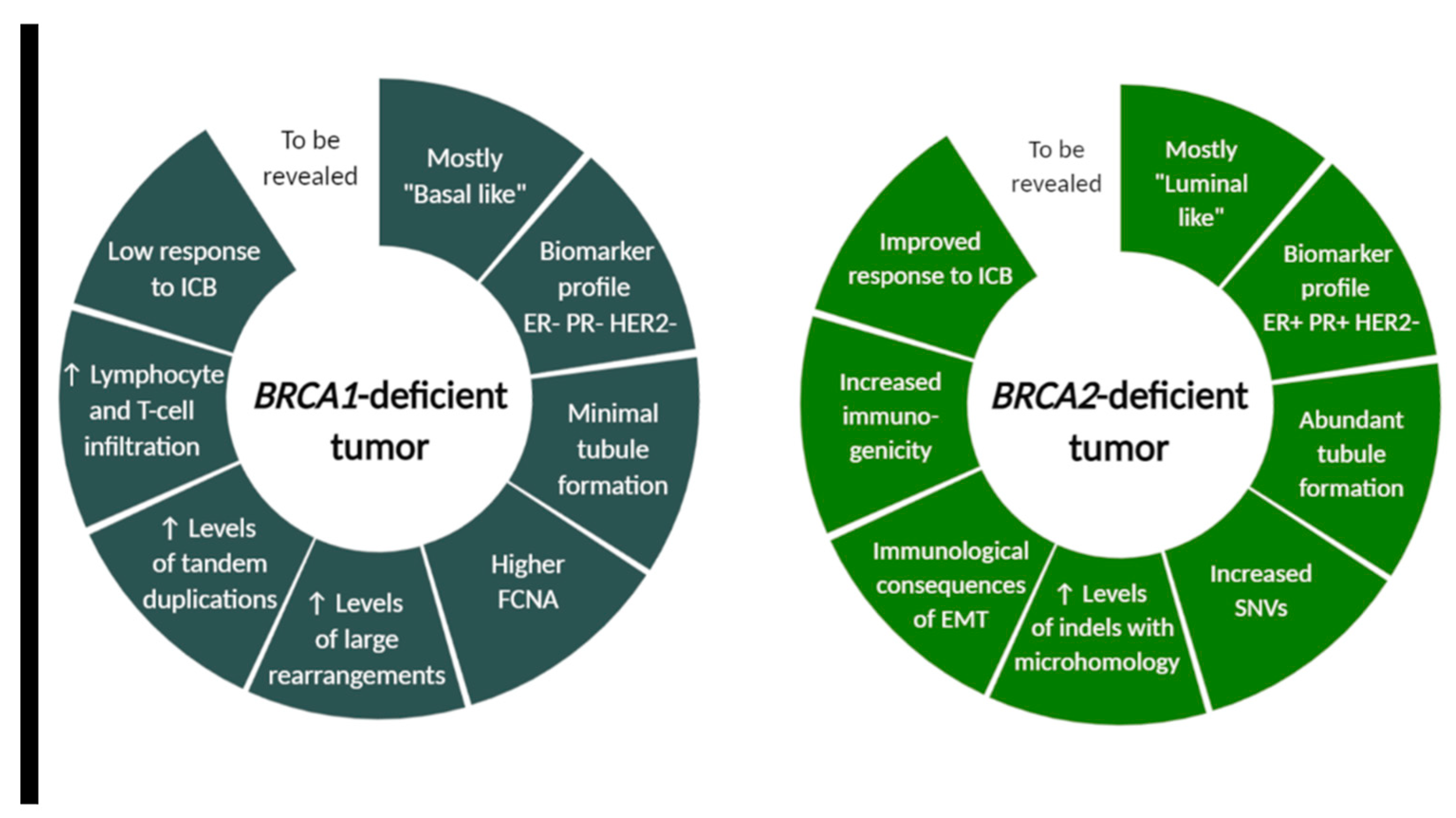 Cancers 13 00575 g002