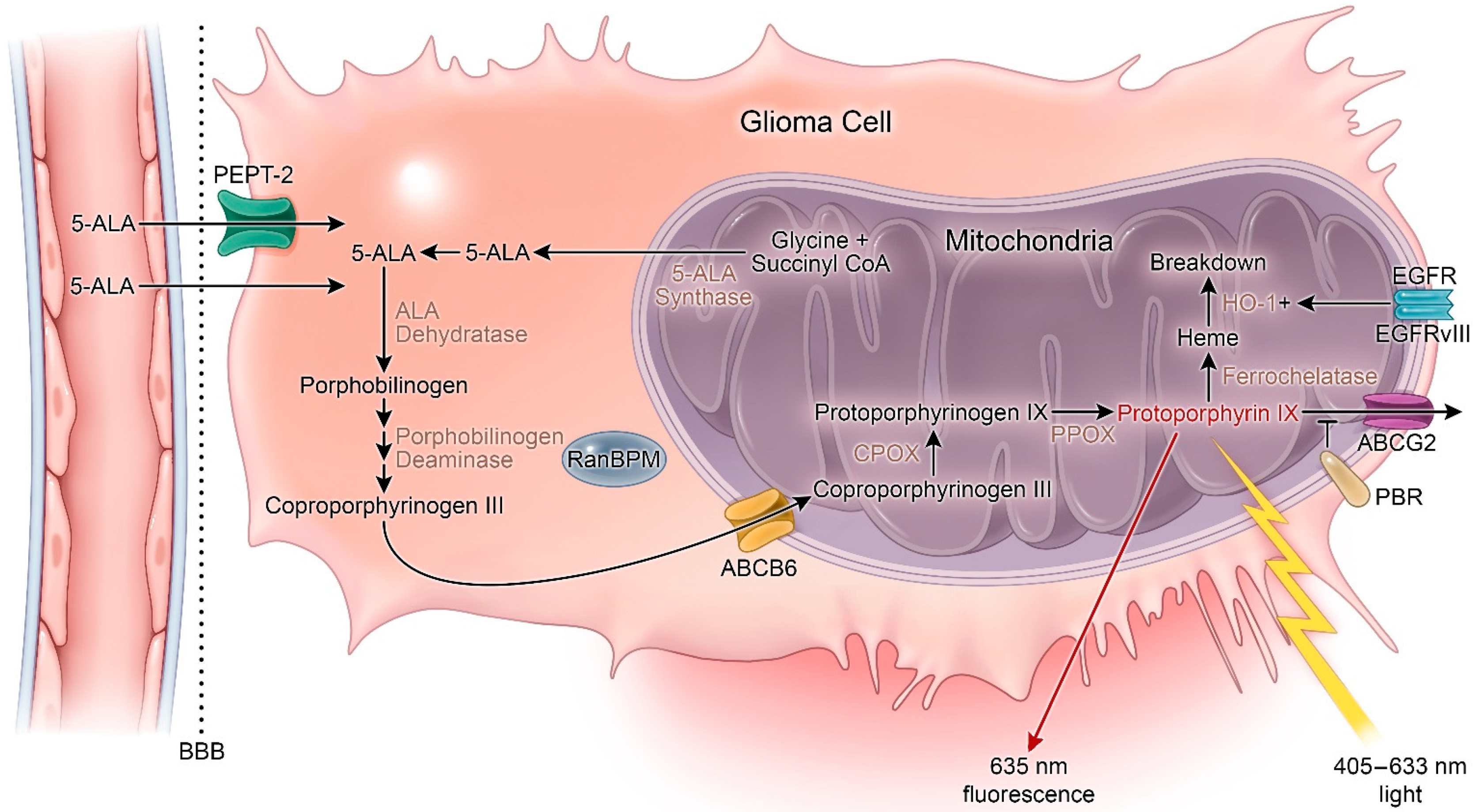 Cancers 13 00580 g001