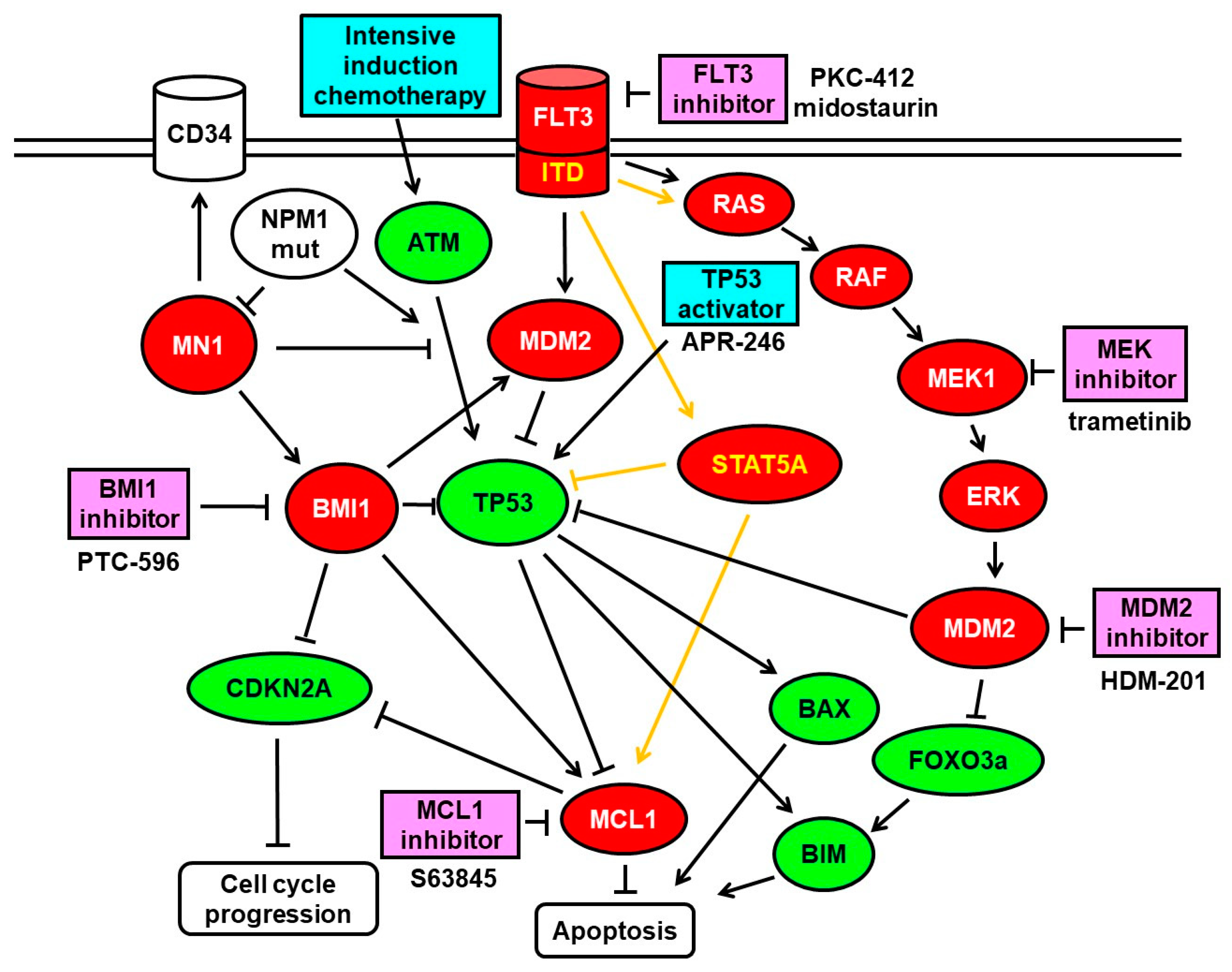 Cancers 13 00581 g002 Cancers 13 00581 g002