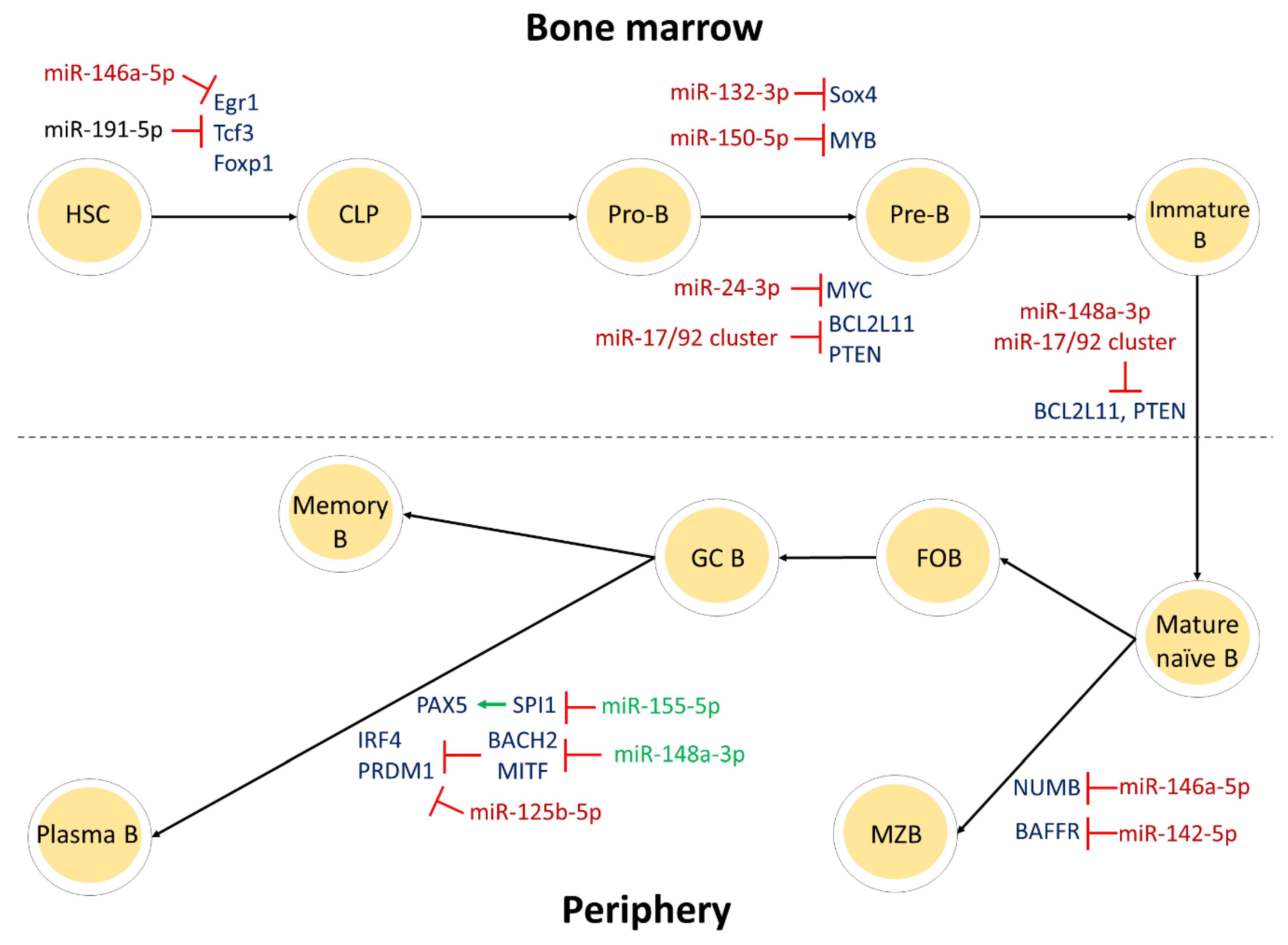 Cancers 13 00593 g002 Cancers 13 00593 g002
