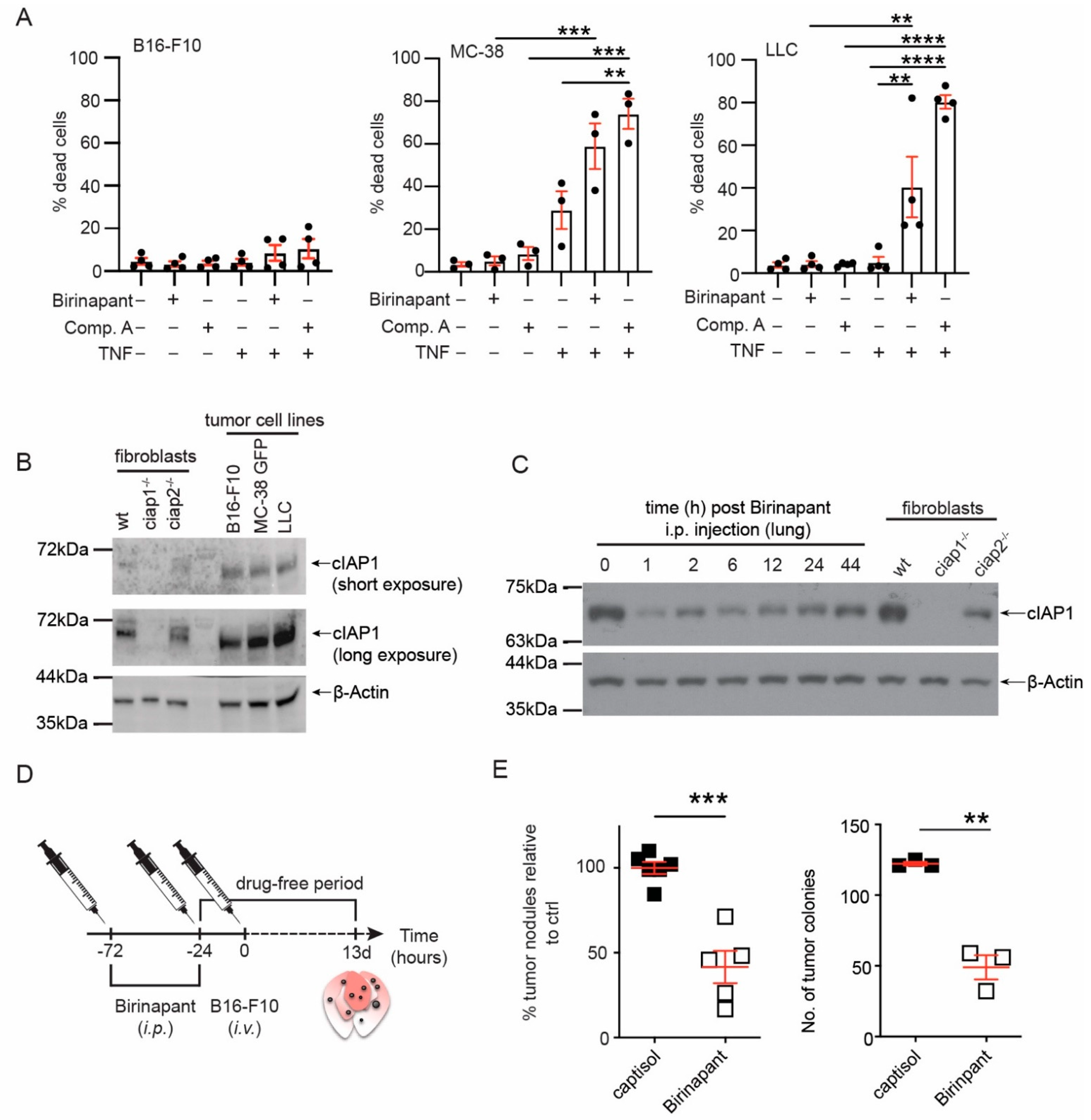 Cancers 13 00599 g001