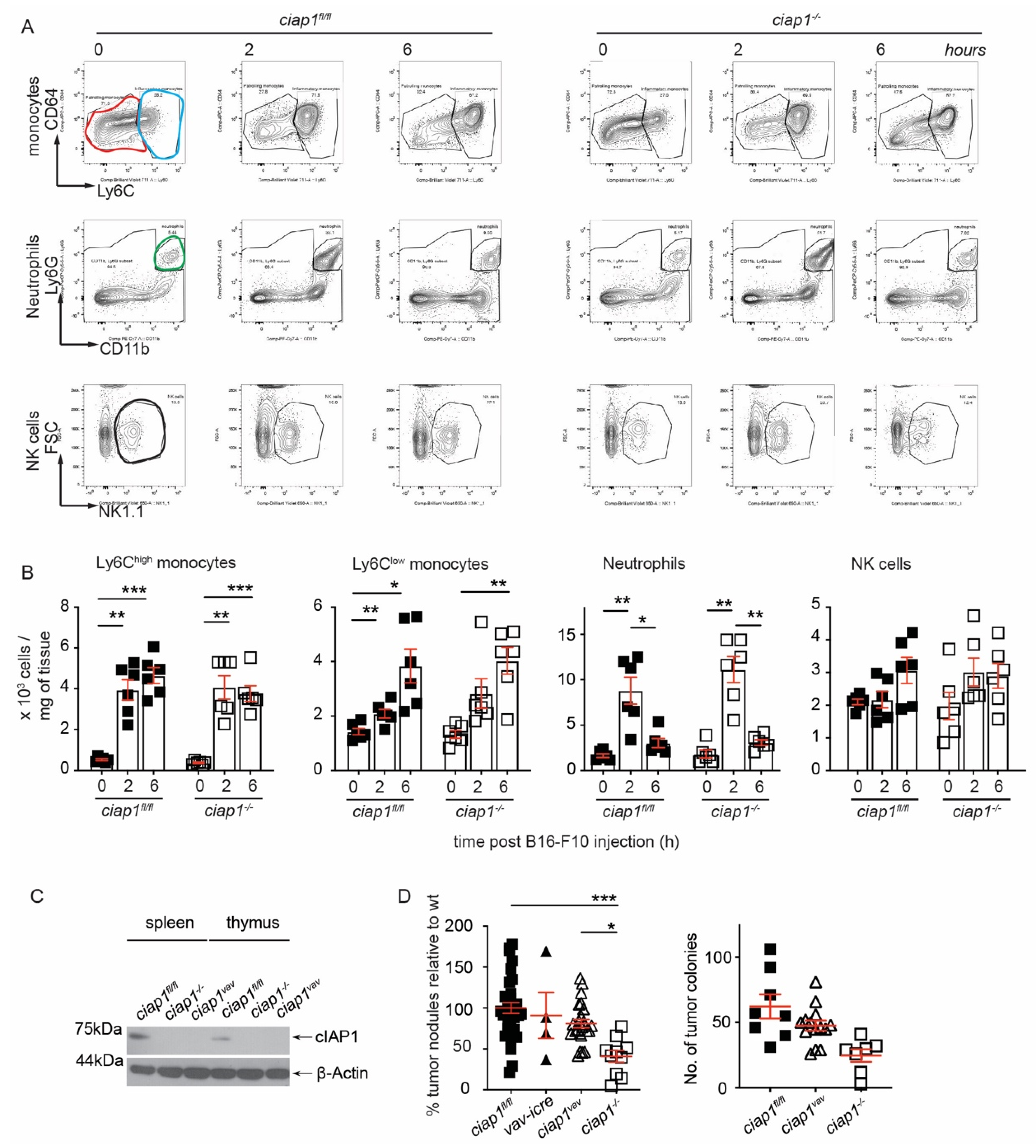 Cancers 13 00599 g003
