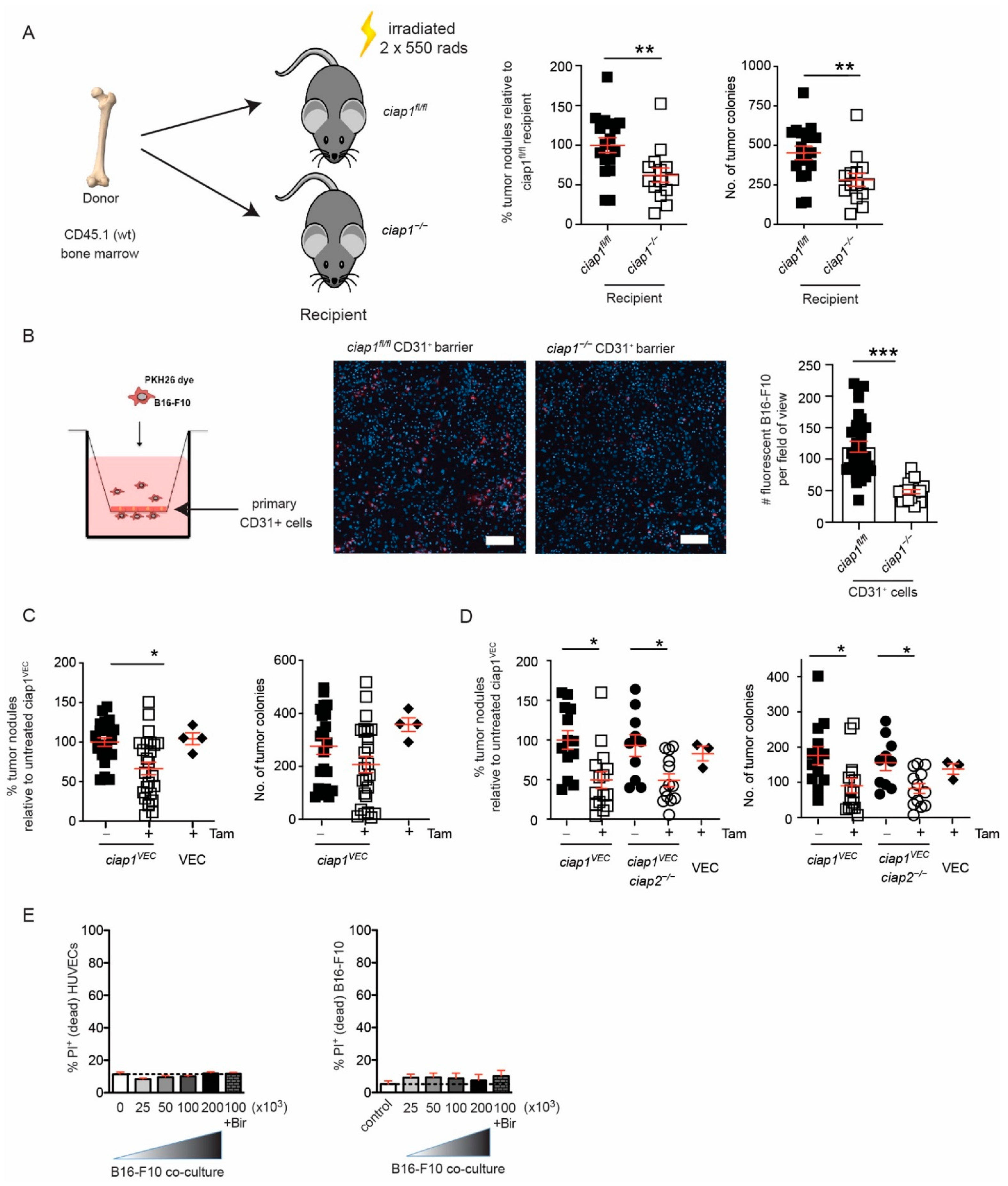Cancers 13 00599 g004