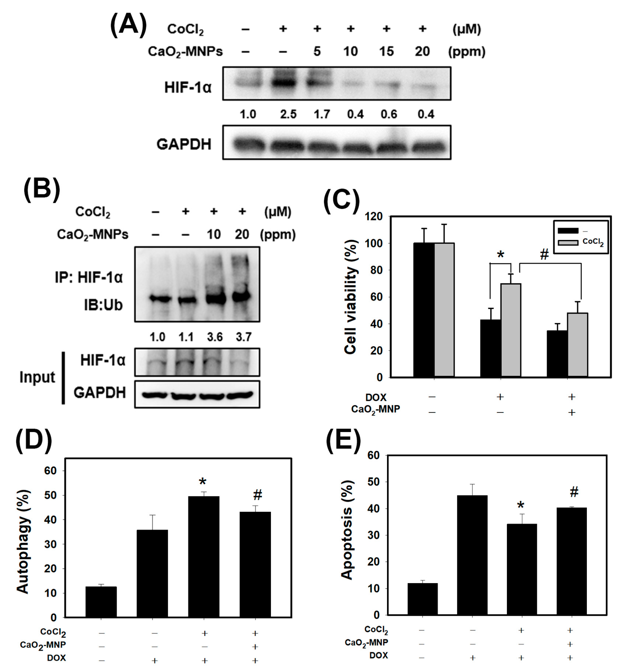 Cancers 13 00606 g005