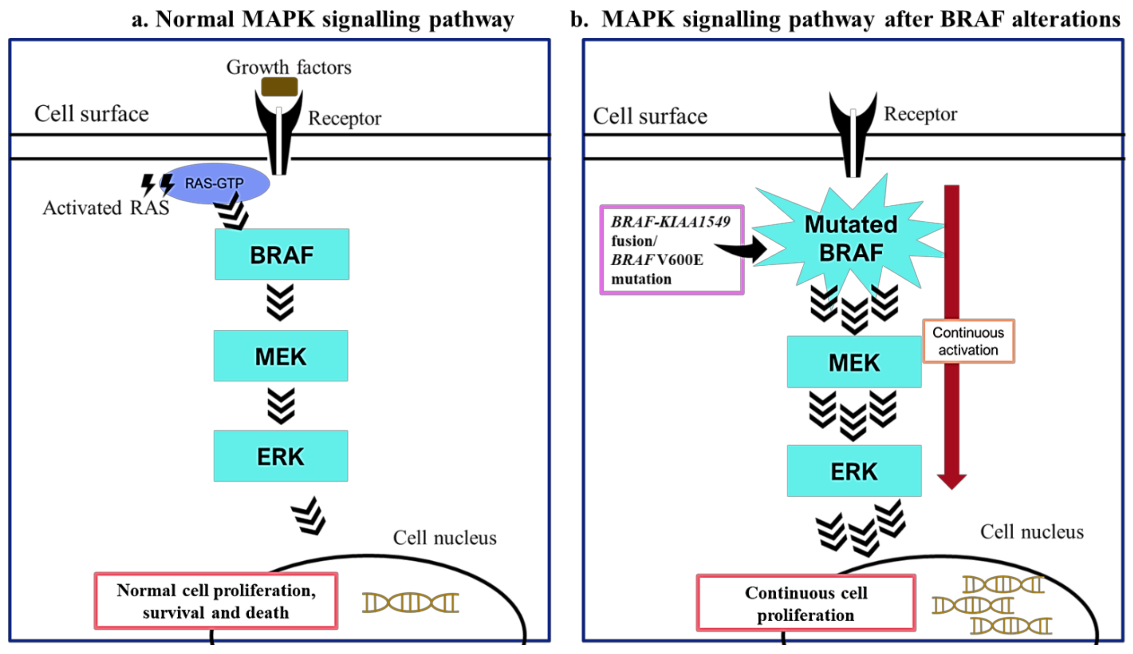 Cancers 13 00607 g001