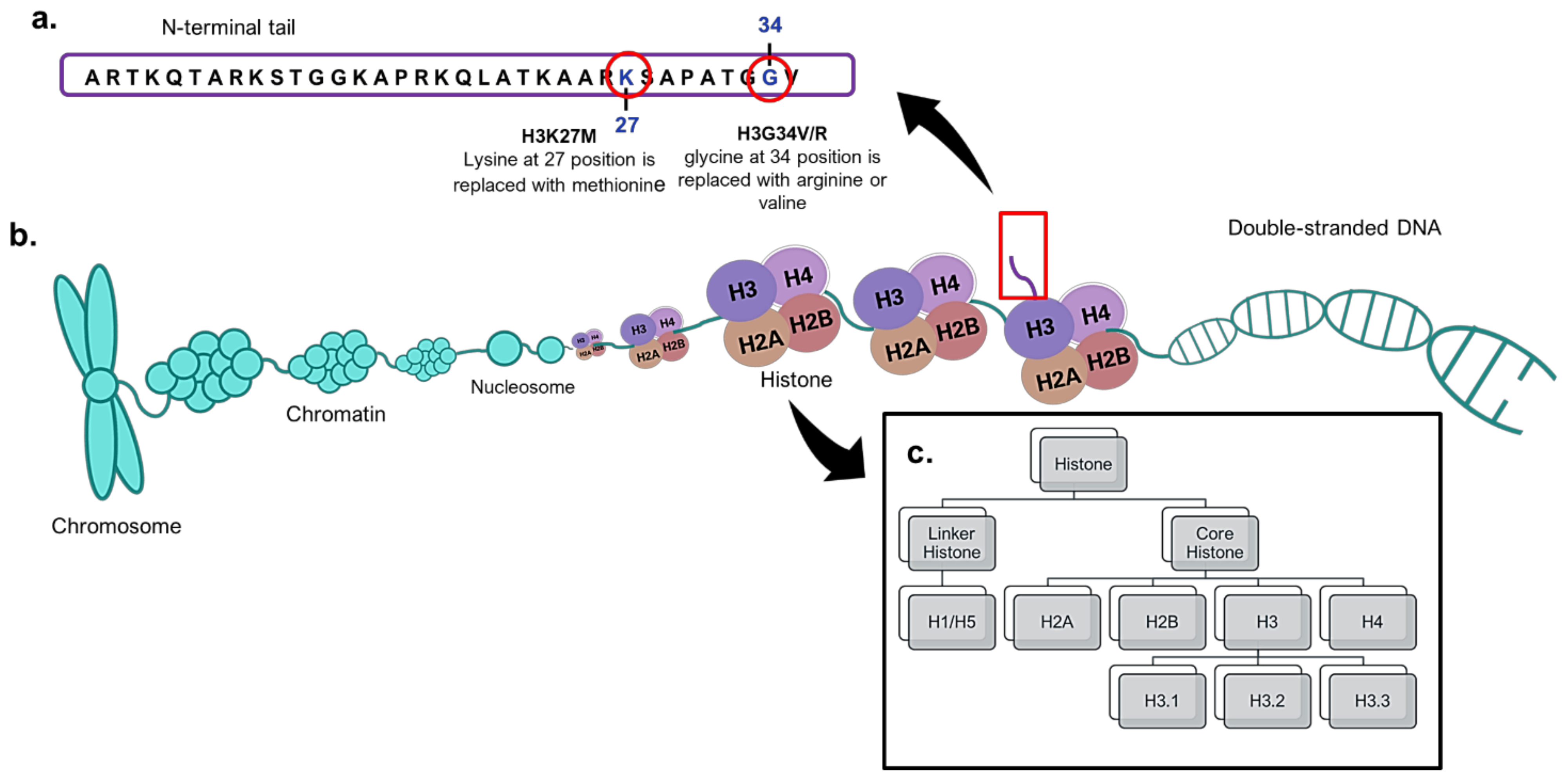 Cancers 13 00607 g002