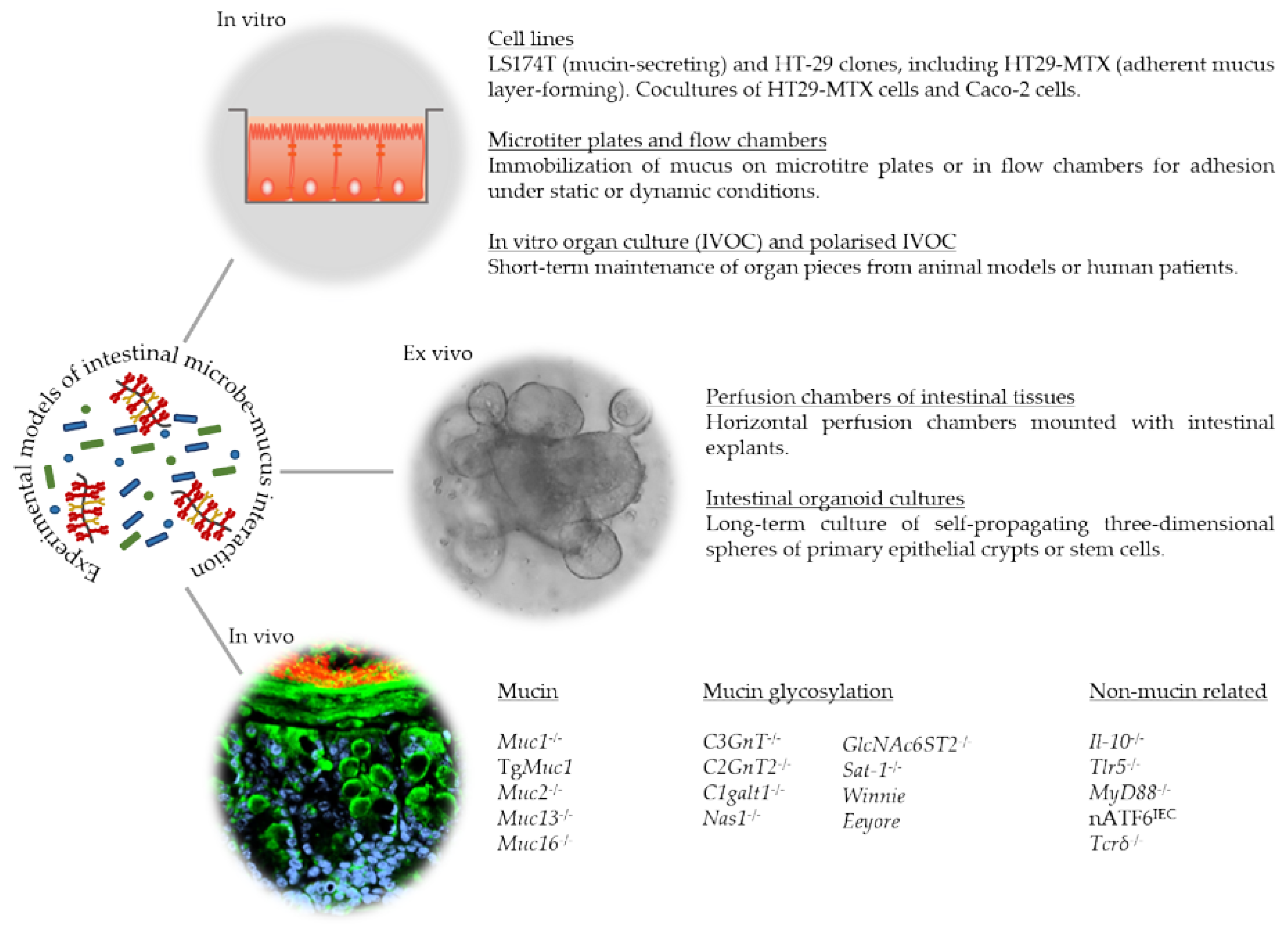 Cancers 13 00616 g002