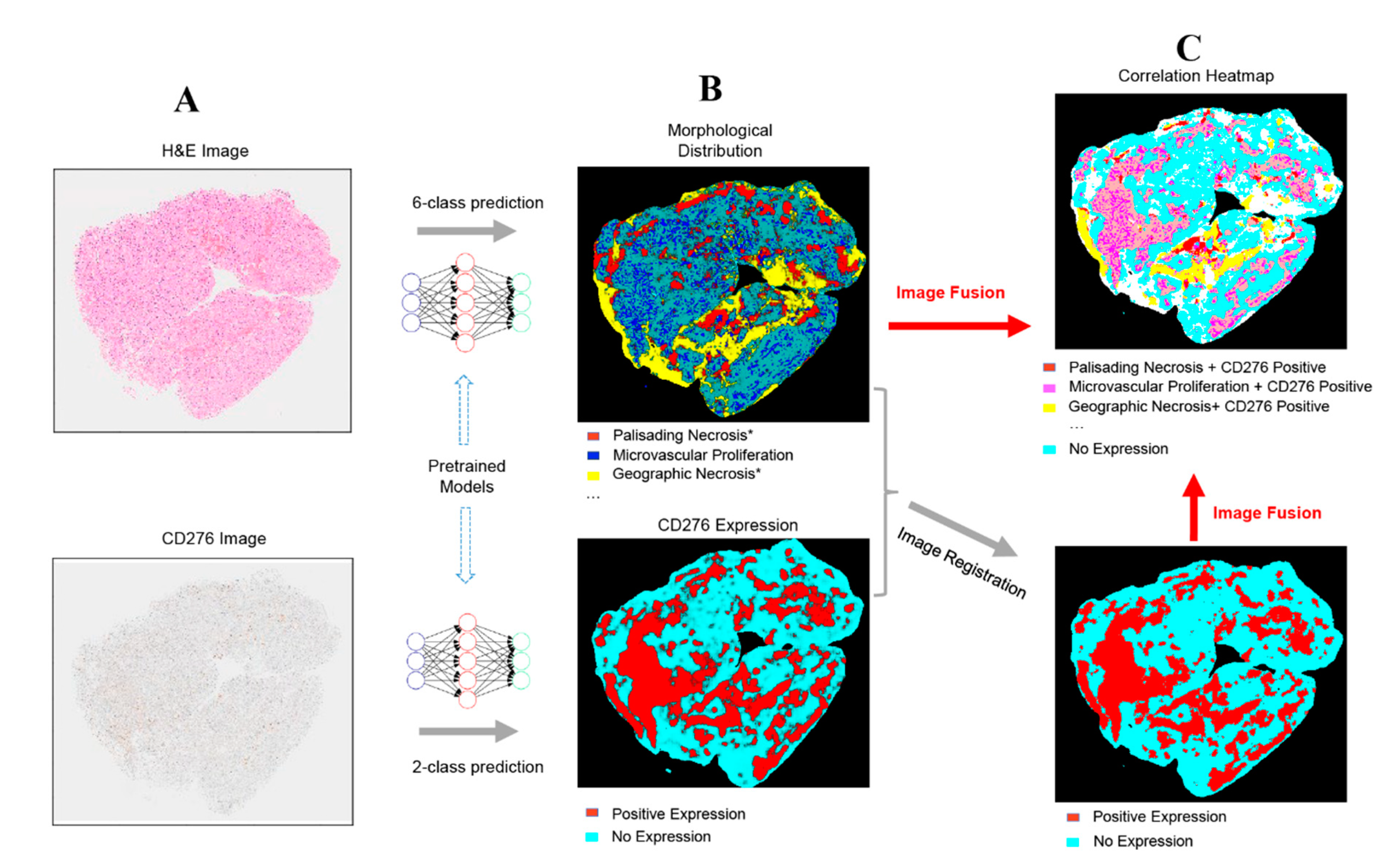 Cancers 13 00617 g007