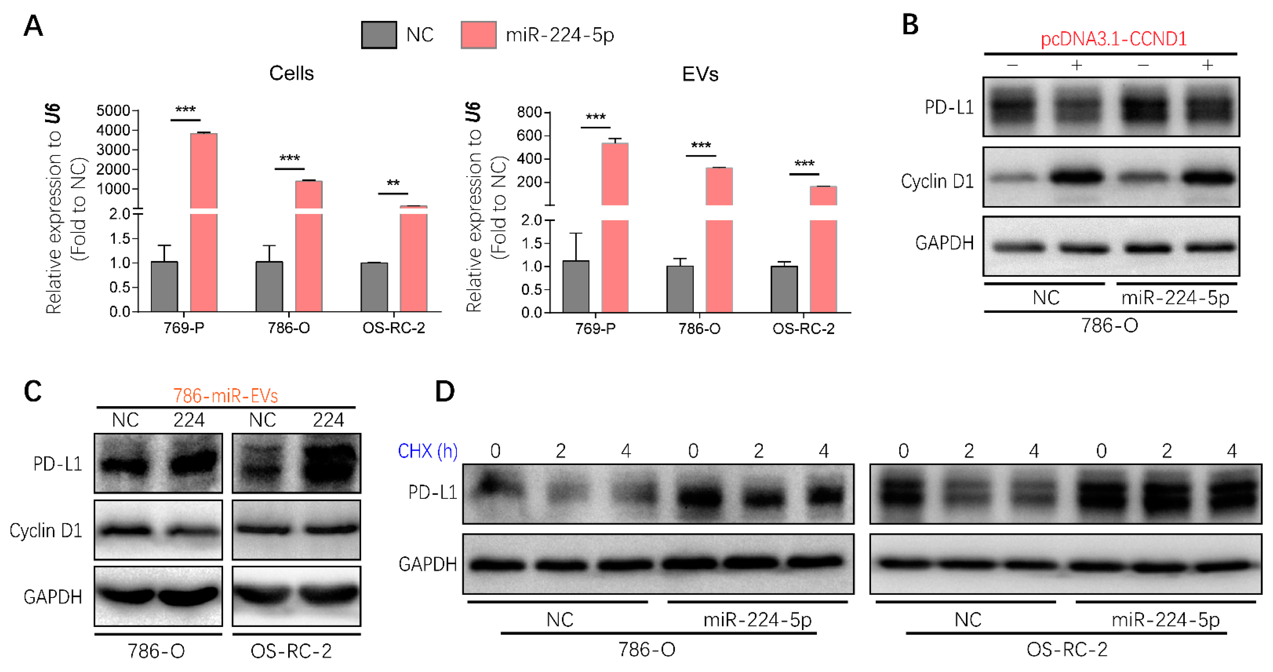 Cancers 13 00618 g007