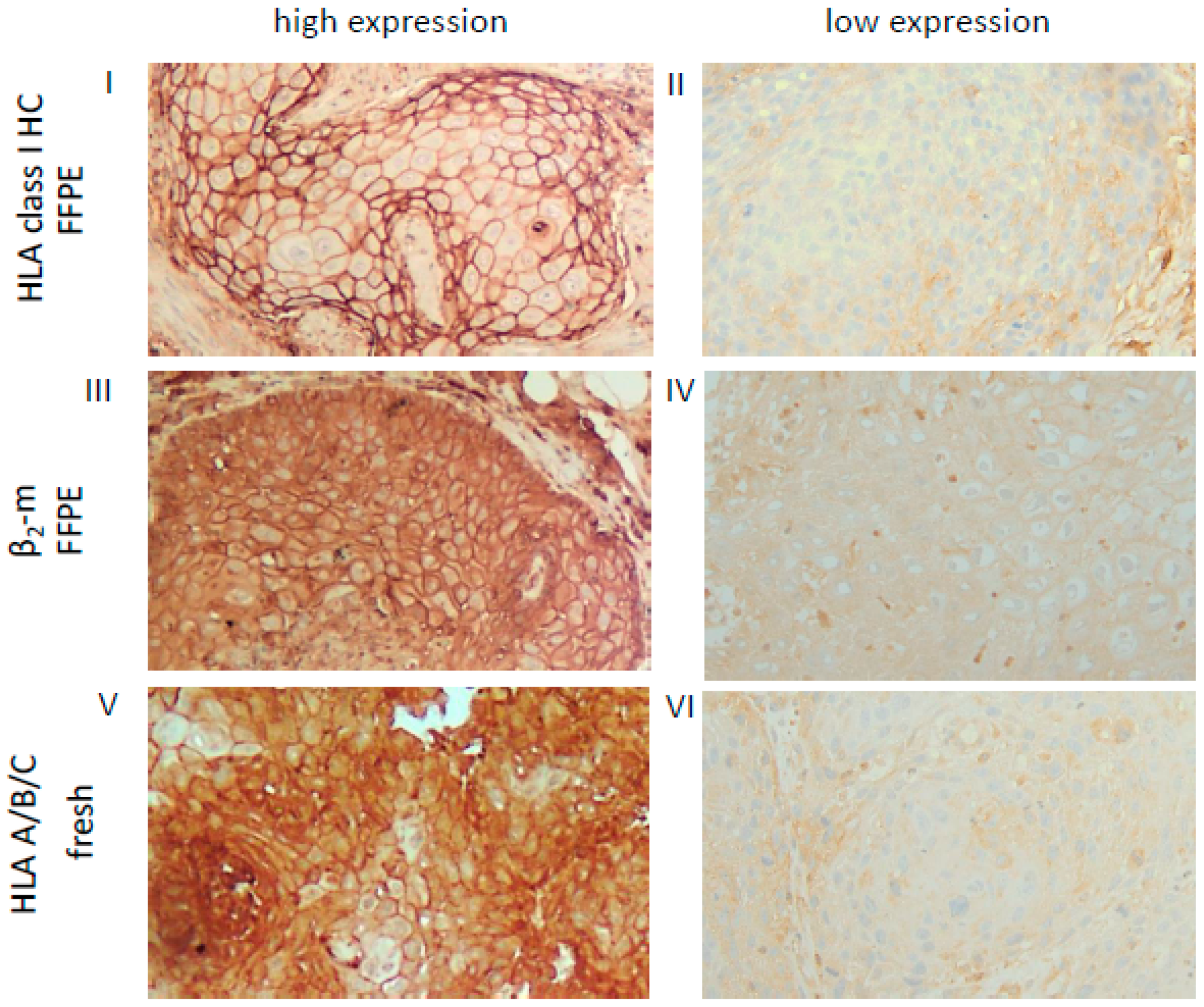 Cancers 13 00620 g001