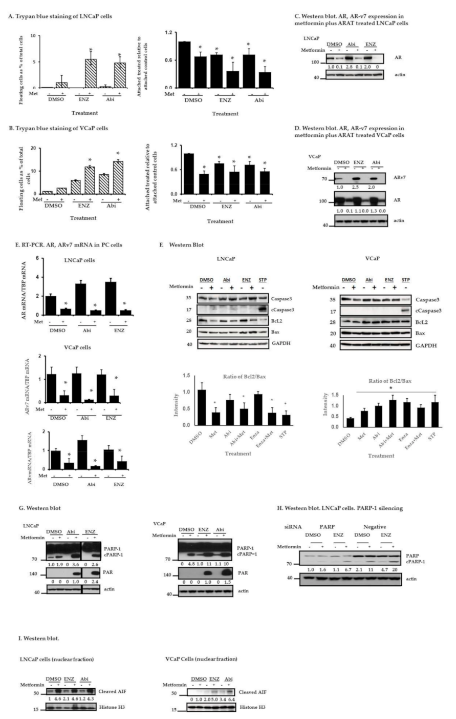 Cancers 13 00633 g003