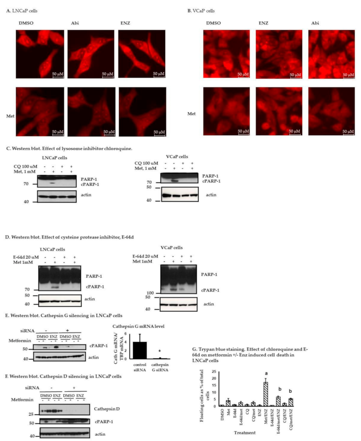 Cancers 13 00633 g004