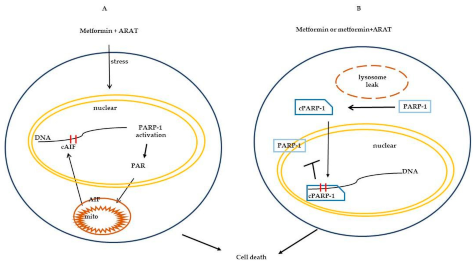 Cancers 13 00633 g005