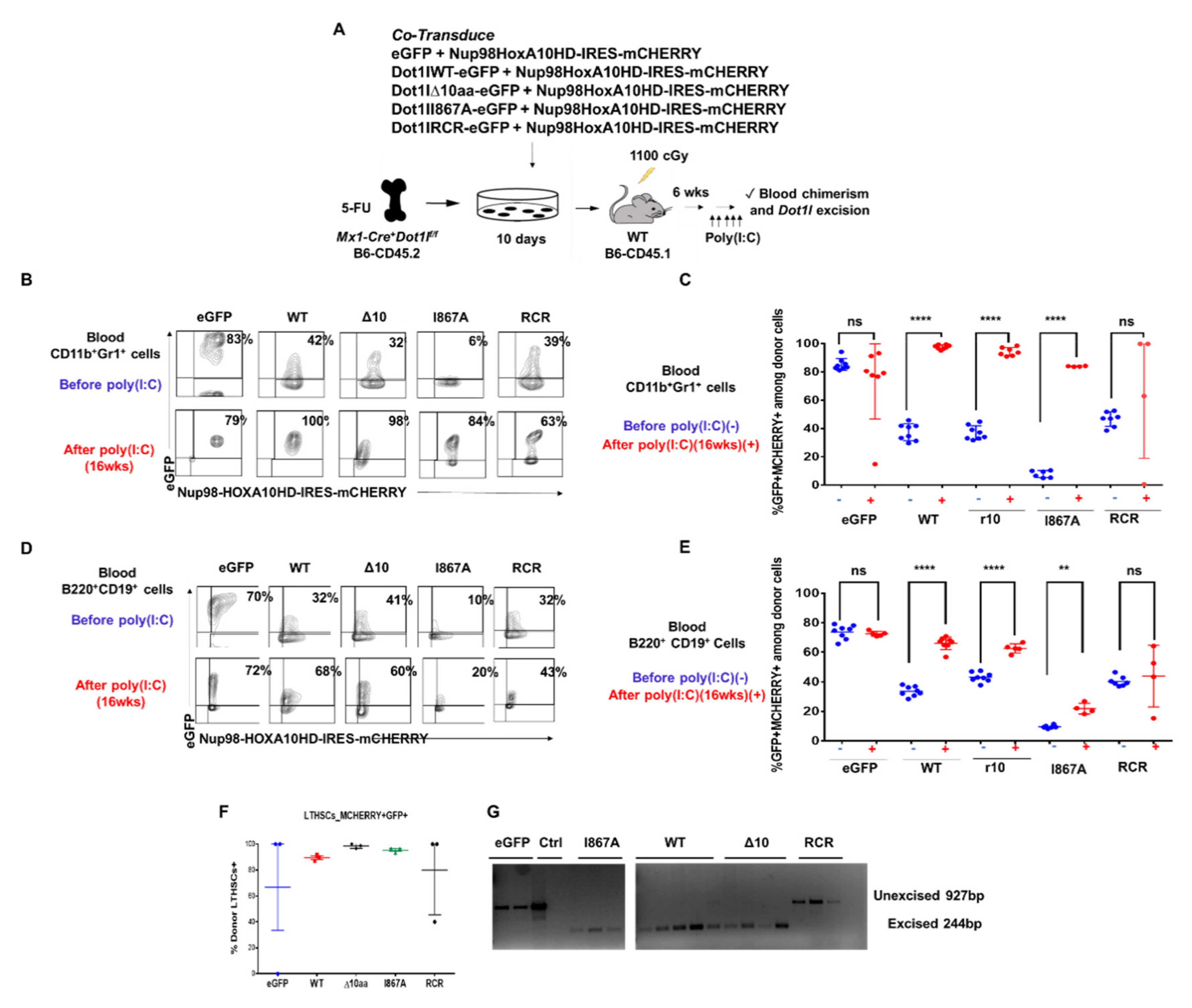 Cancers 13 00642 g005 Cancers 13 00642 g005