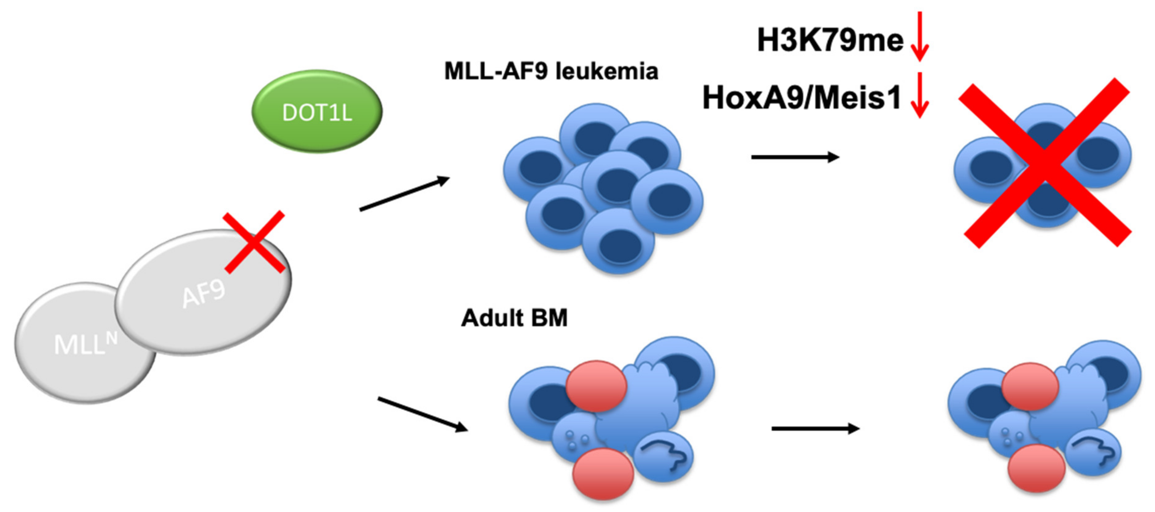 Cancers 13 00642 g006 Cancers 13 00642 g006