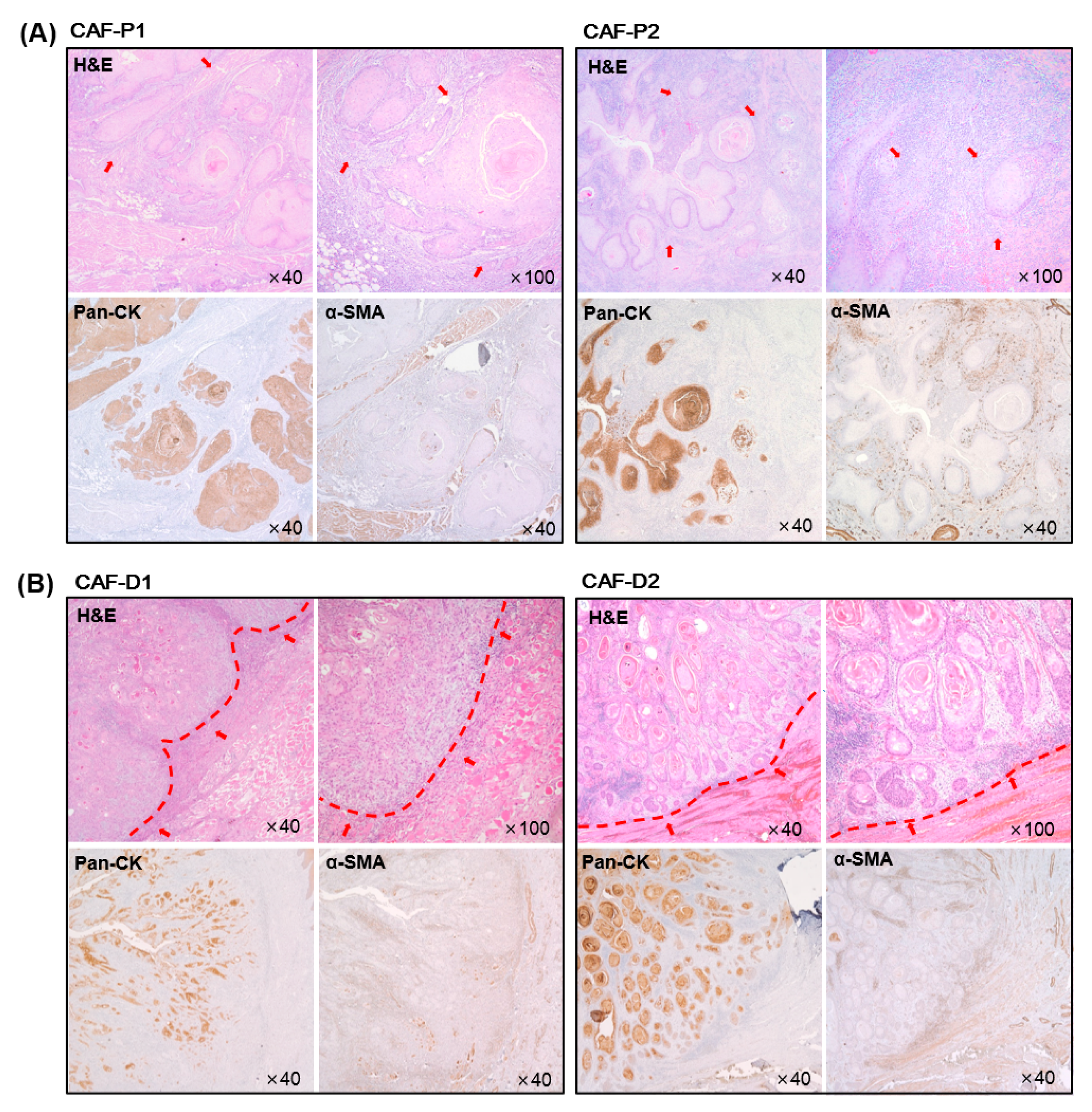 Cancers 13 00654 g001