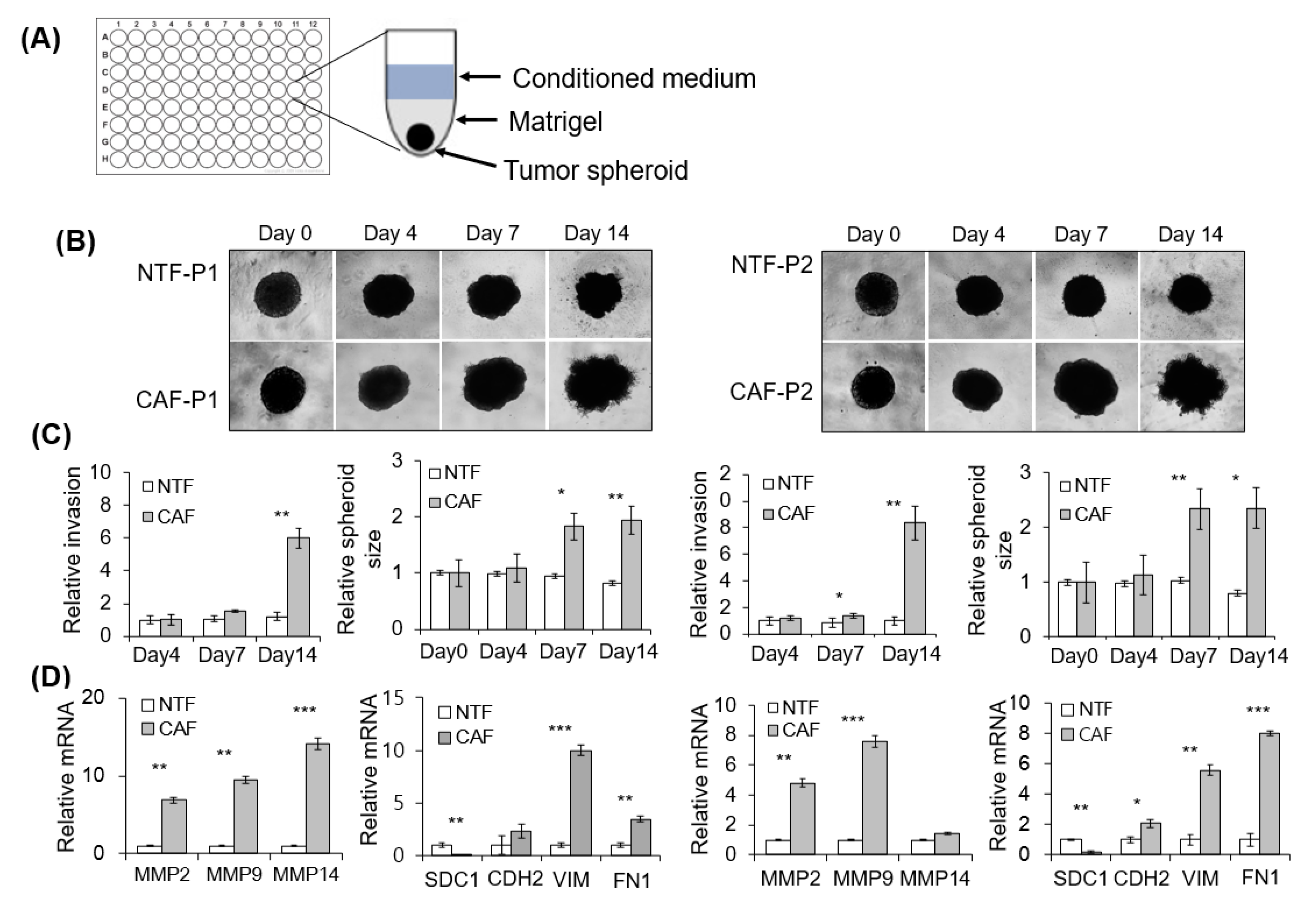 Cancers 13 00654 g003a