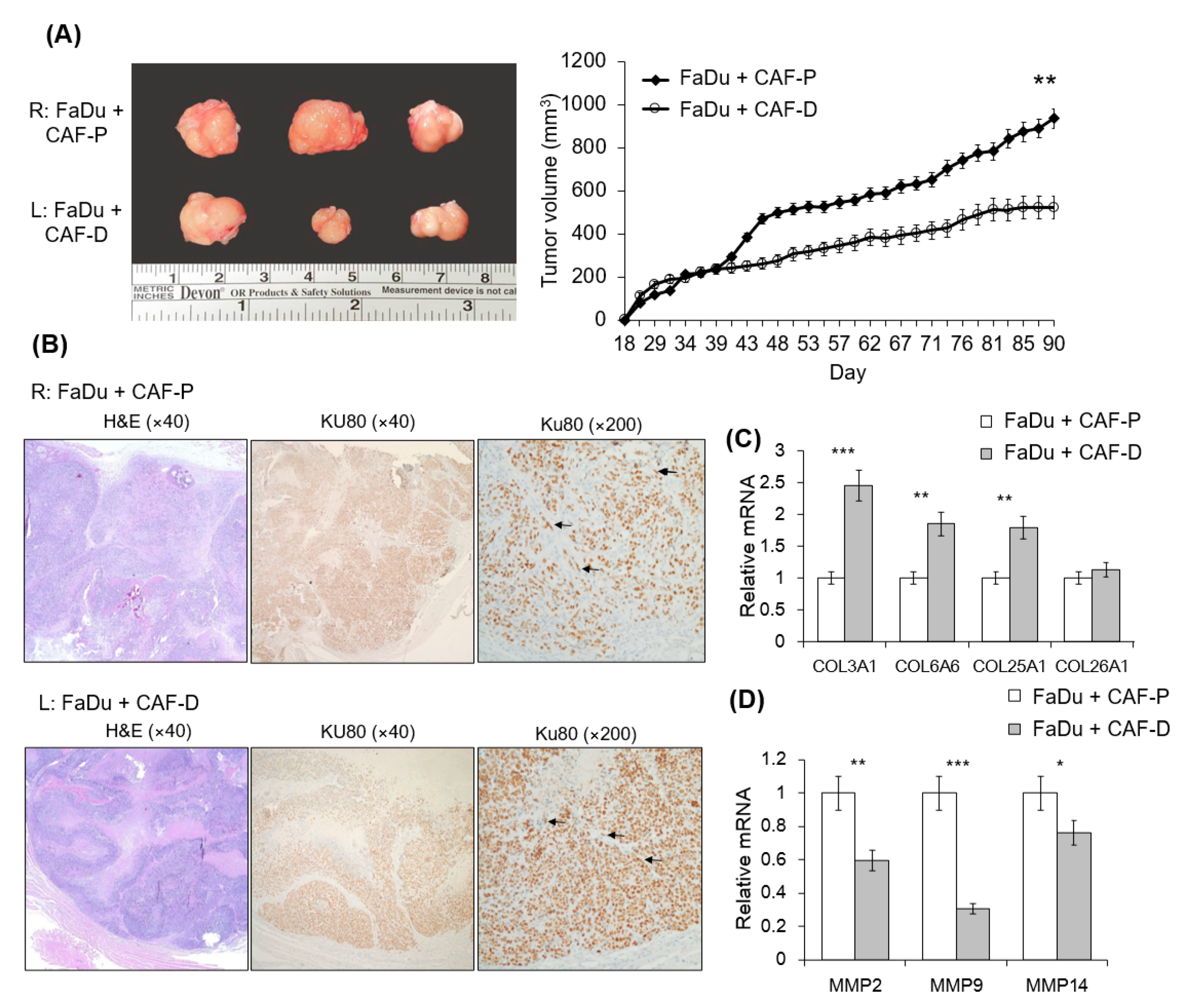 Cancers 13 00654 g006