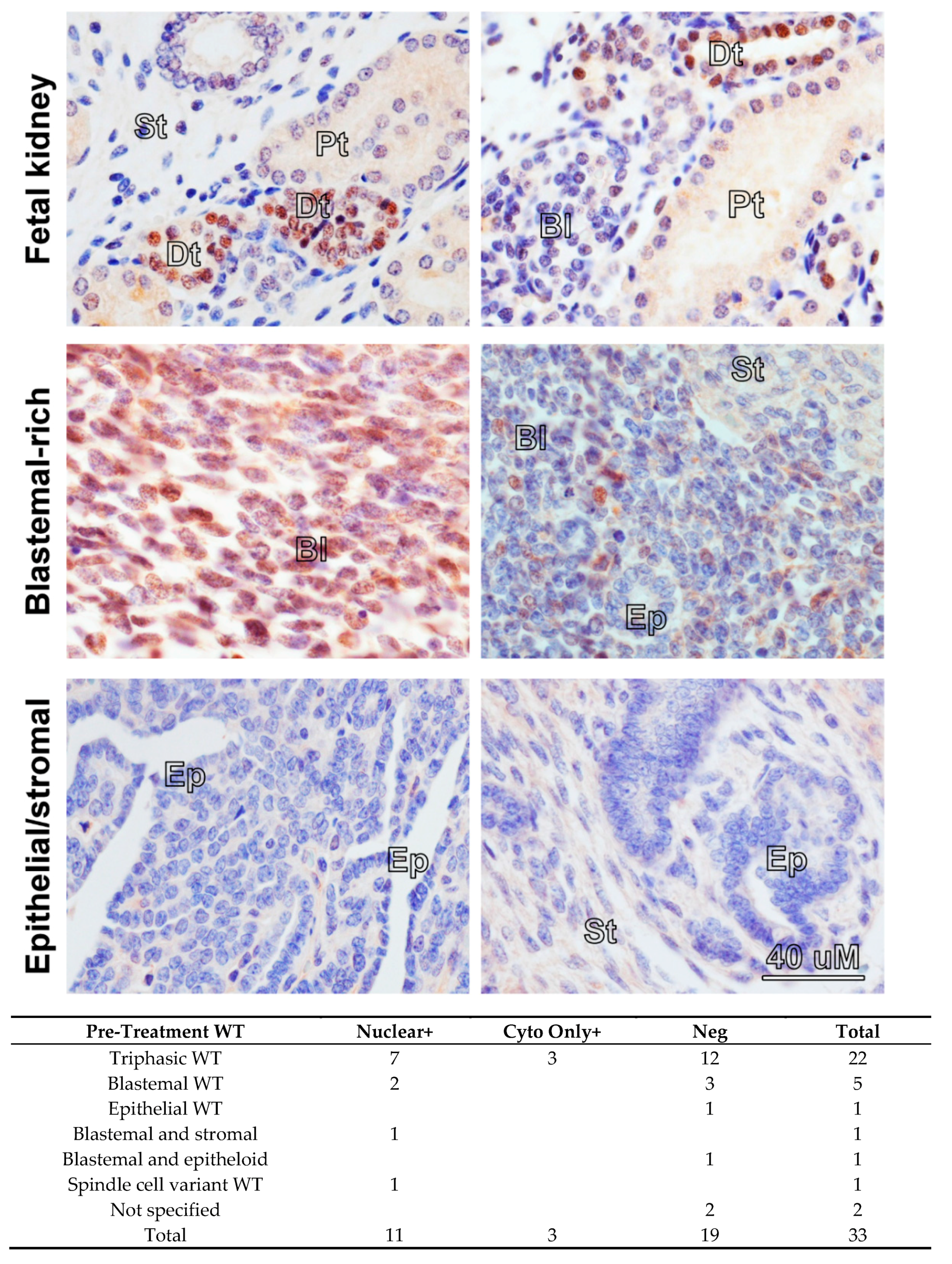 Cancers 13 00656 g001 Cancers 13 00656 g001