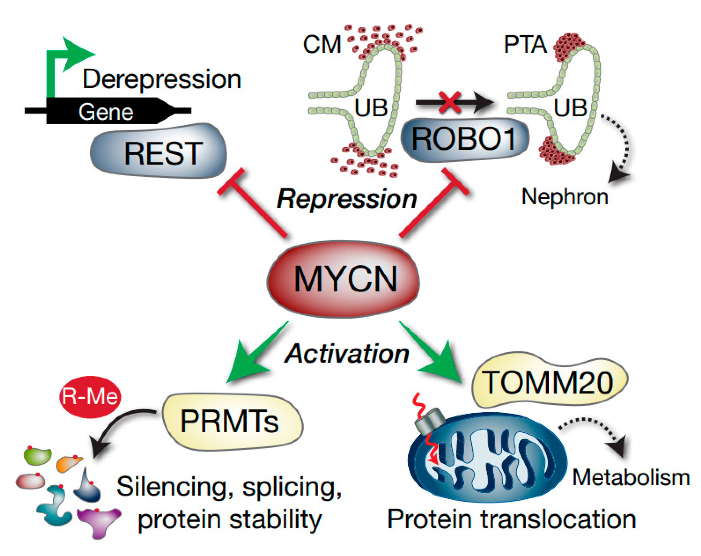 Cancers 13 00656 g008 Cancers 13 00656 g008