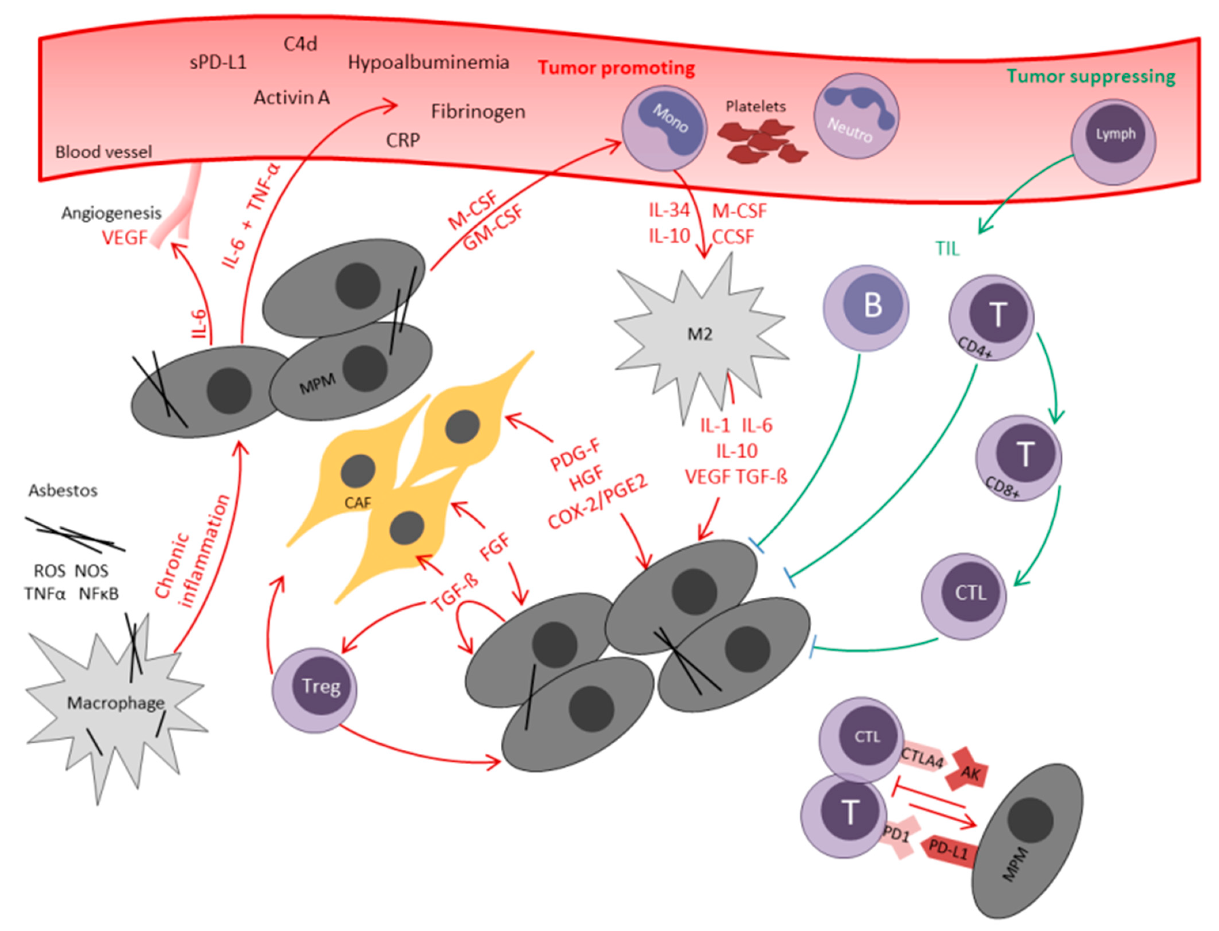 Cancers 13 00658 g001