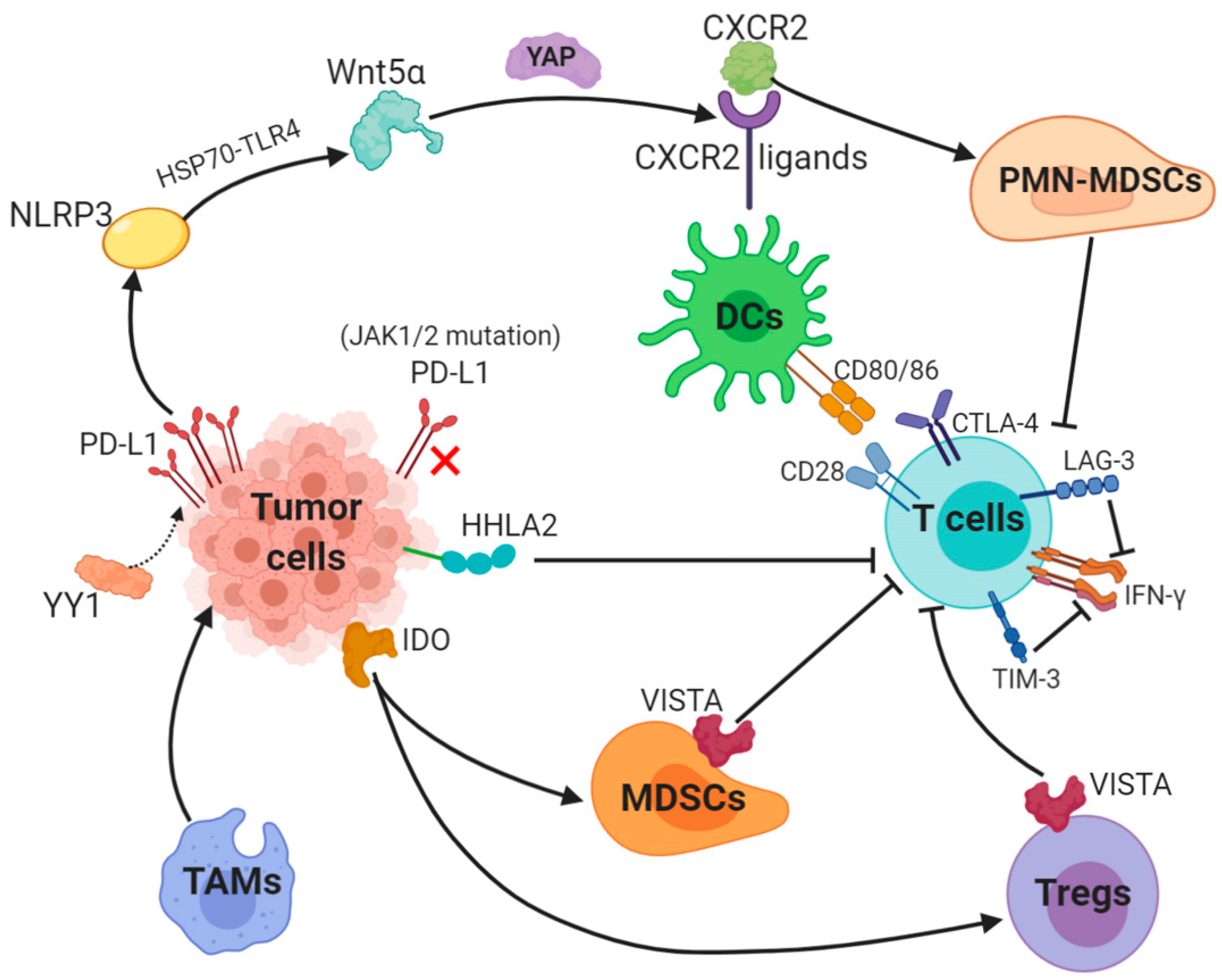 Cancers 13 00663 g002