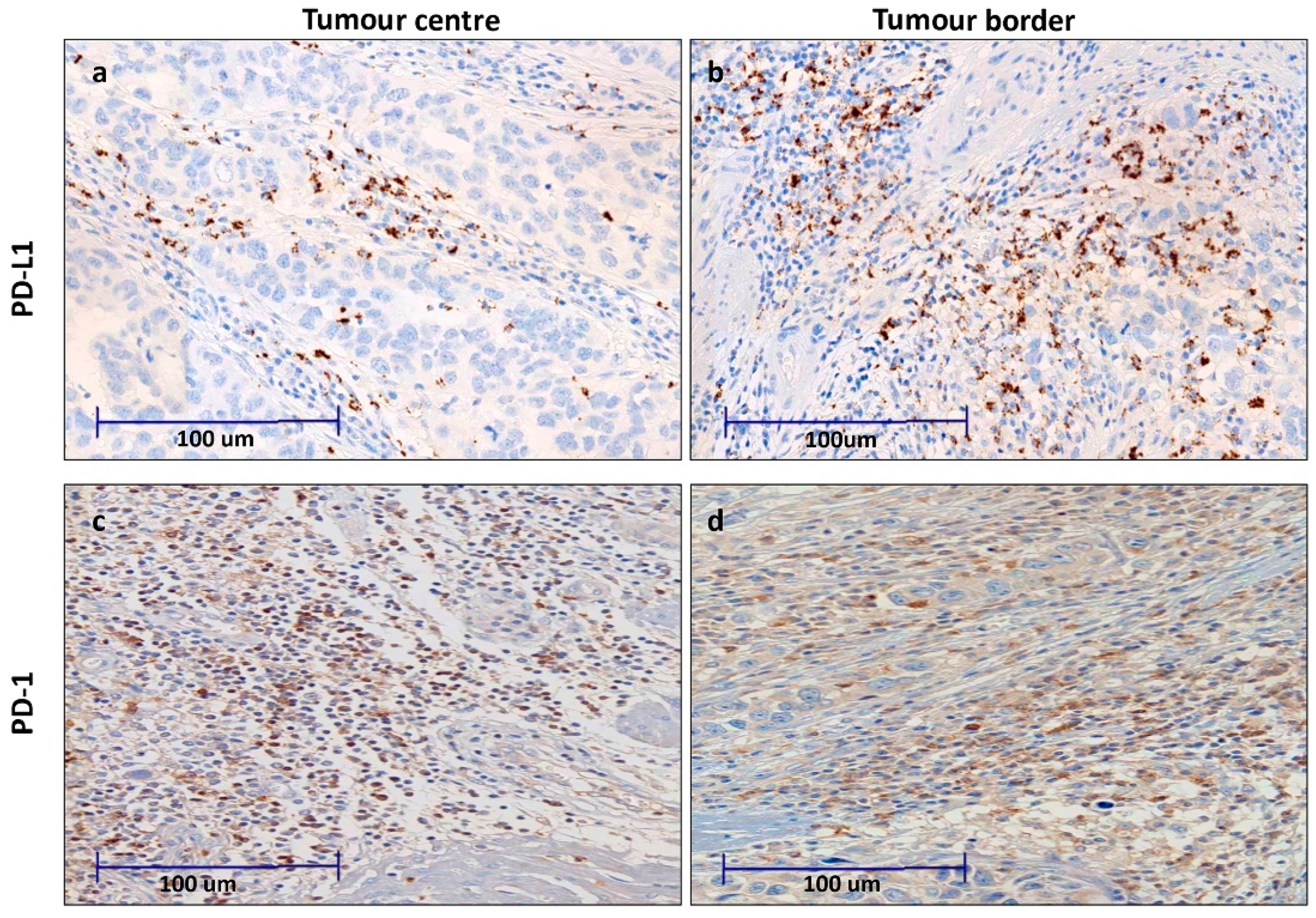 Cancers 13 00667 g001