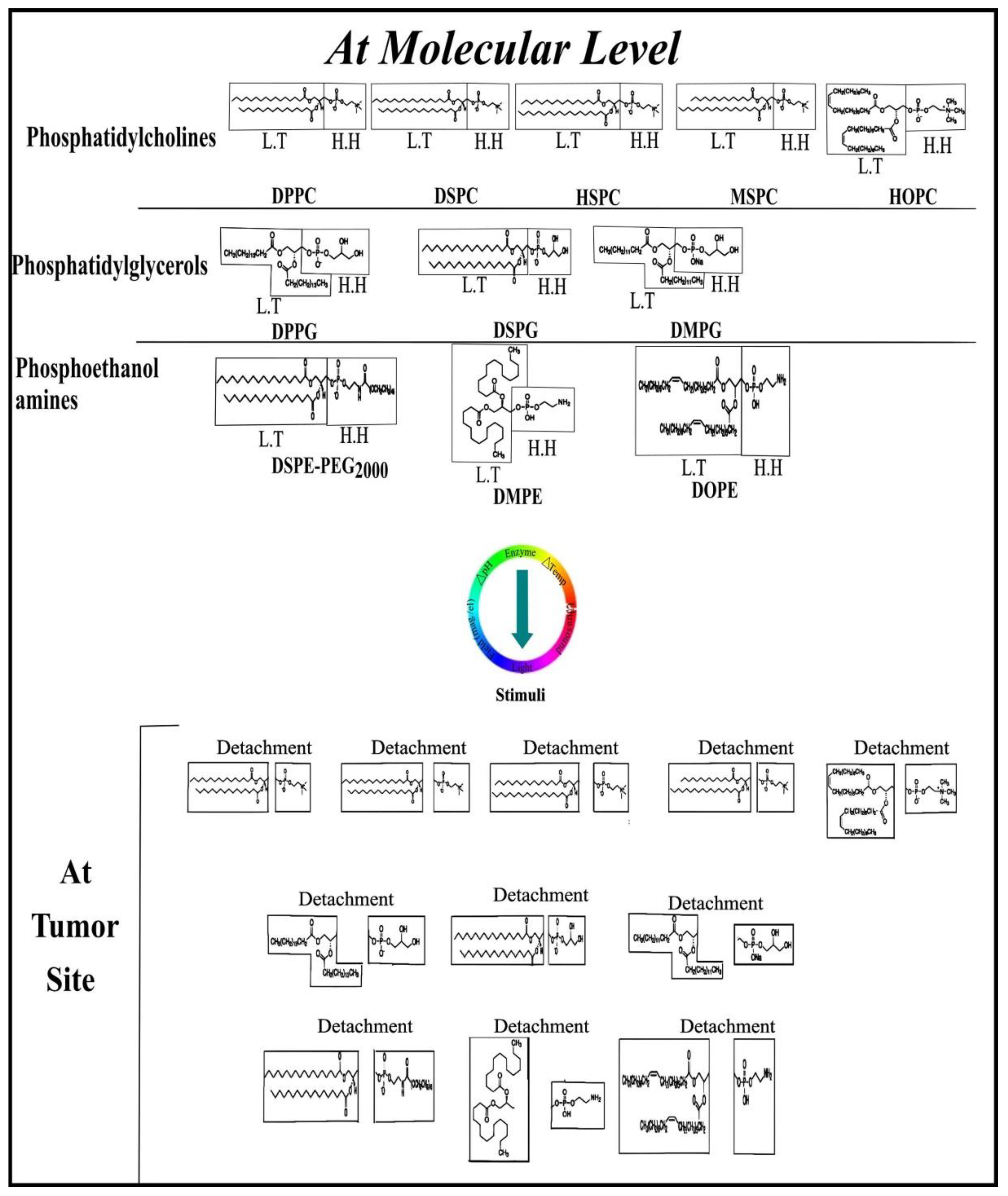 Cancers 13 00670 g003