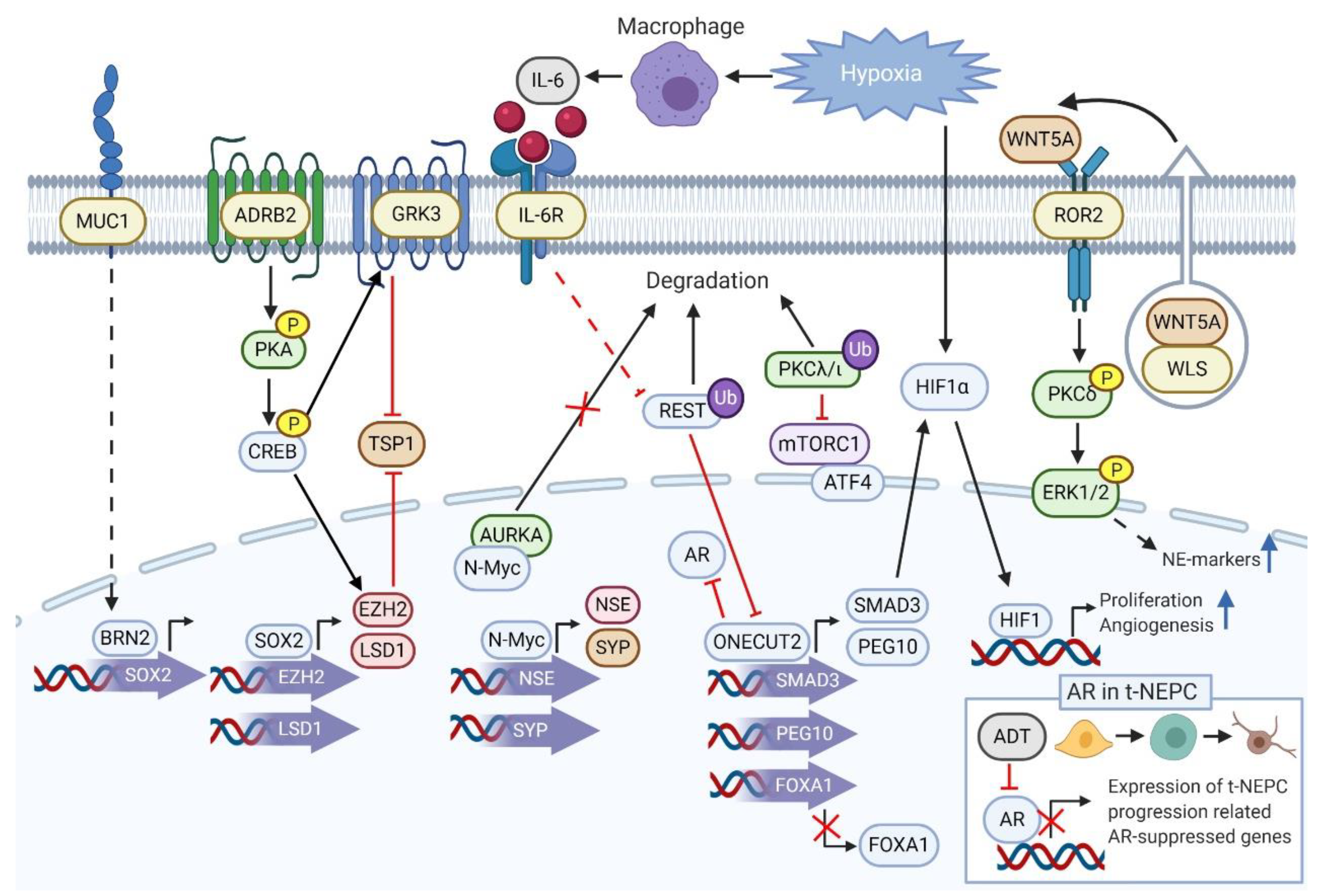 Cancers 13 00692 g001