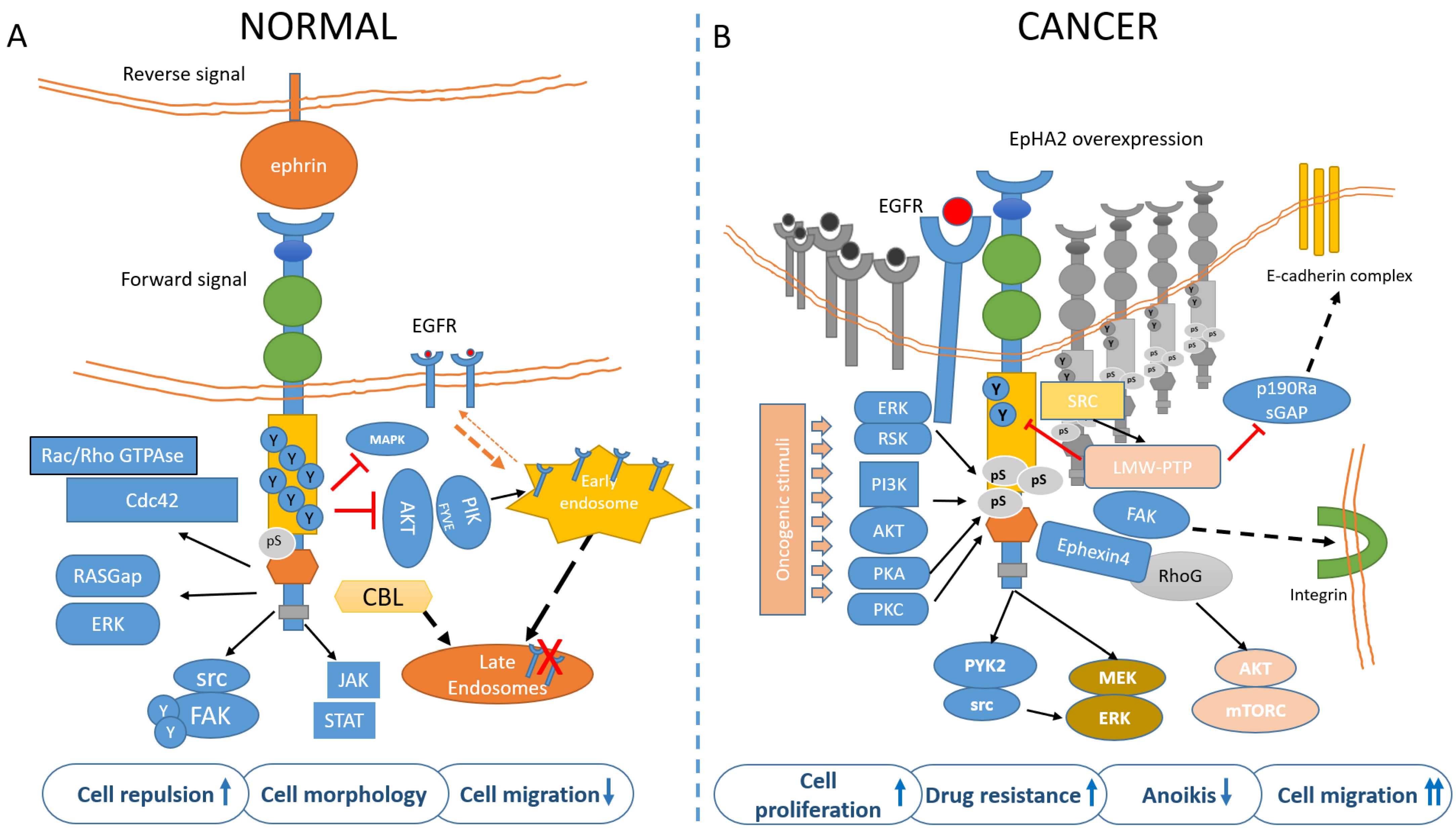 Cancers 13 00700 g002